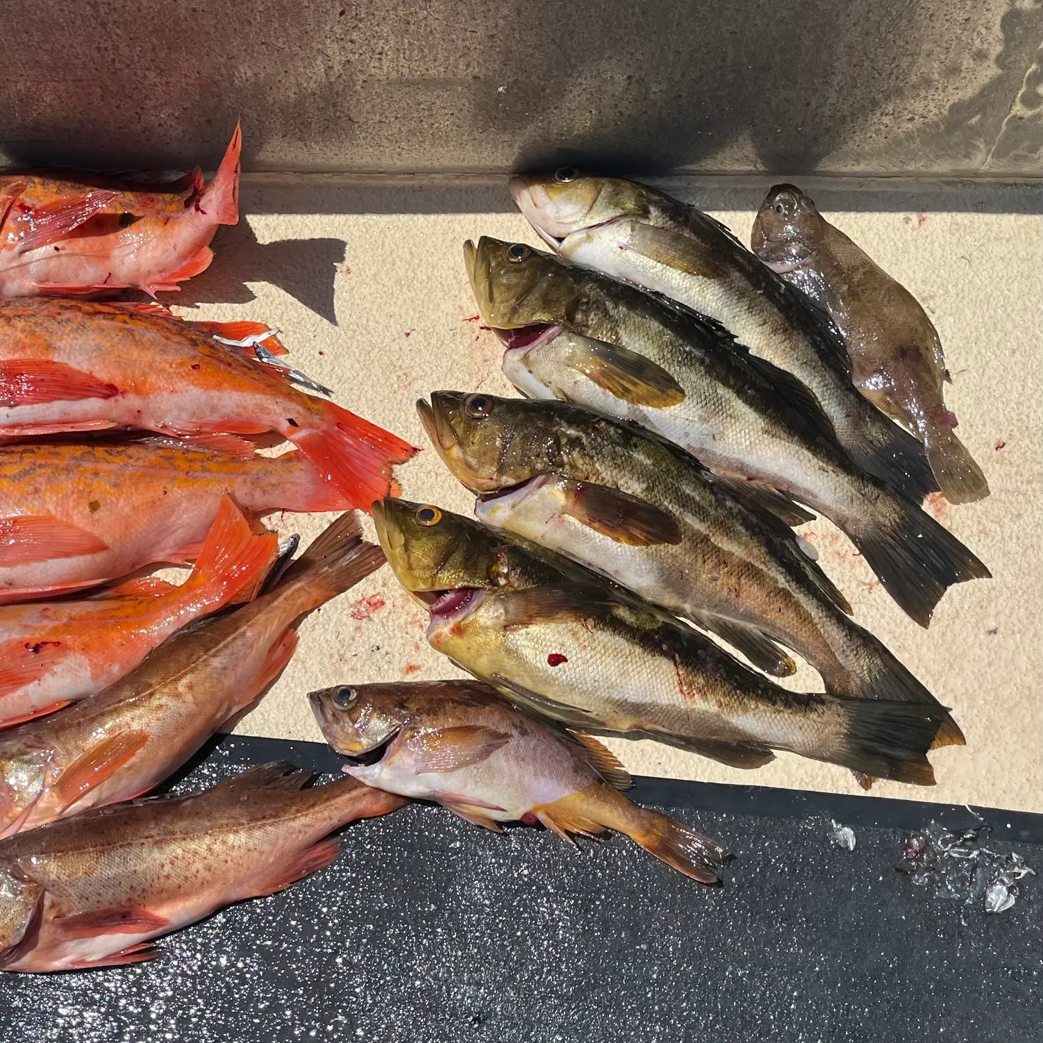 The most recent Bocaccio rockfish catches on Fishbrain