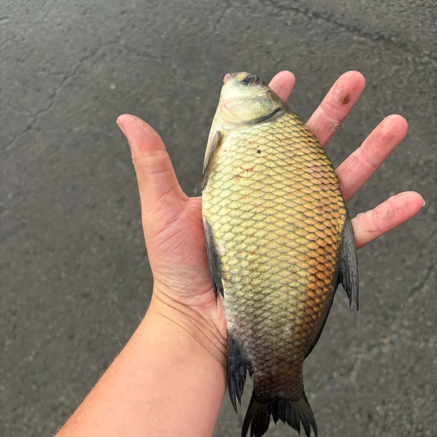 Smallmouth buffalo caught on Fishbrain