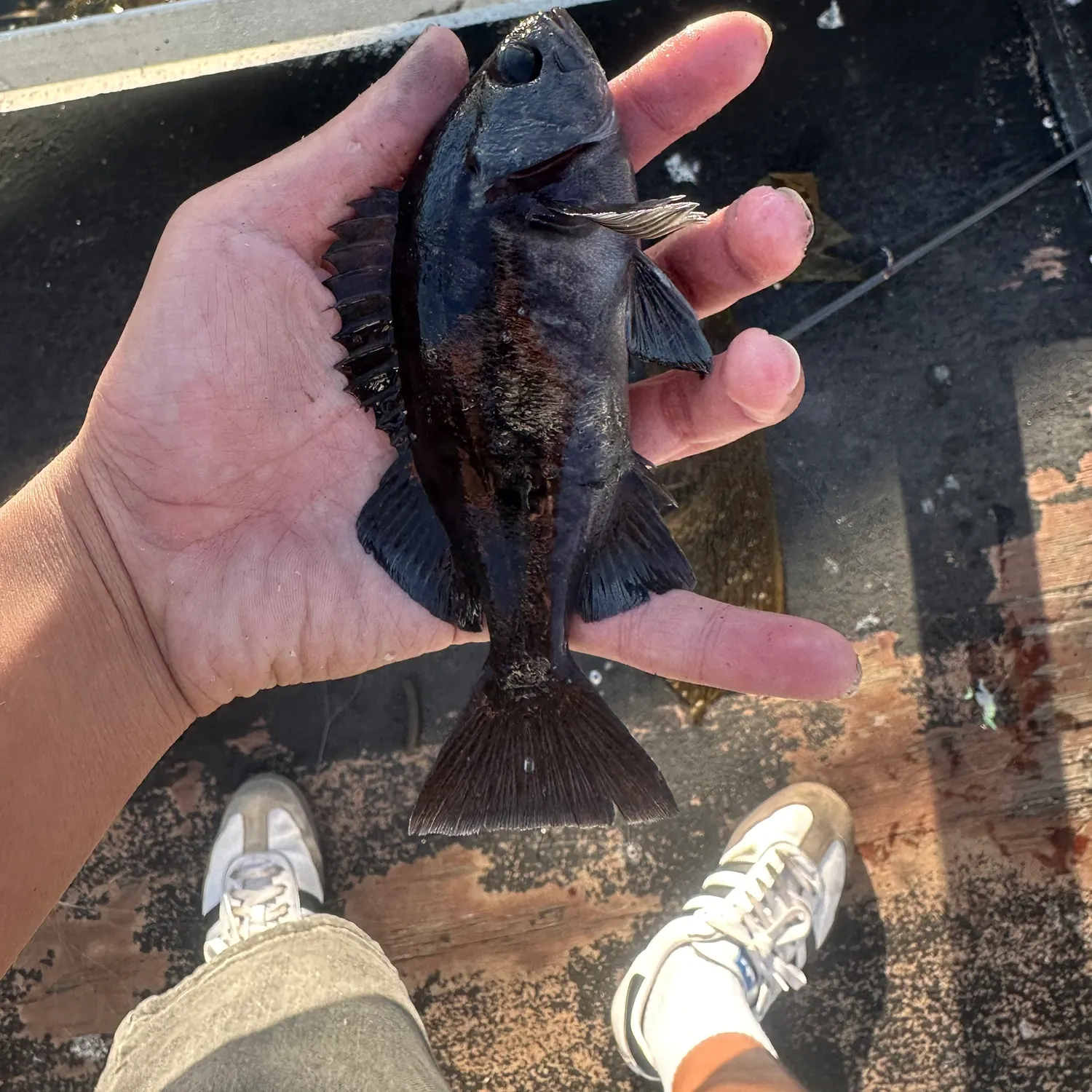 Black rockfish caught on Fishbrain