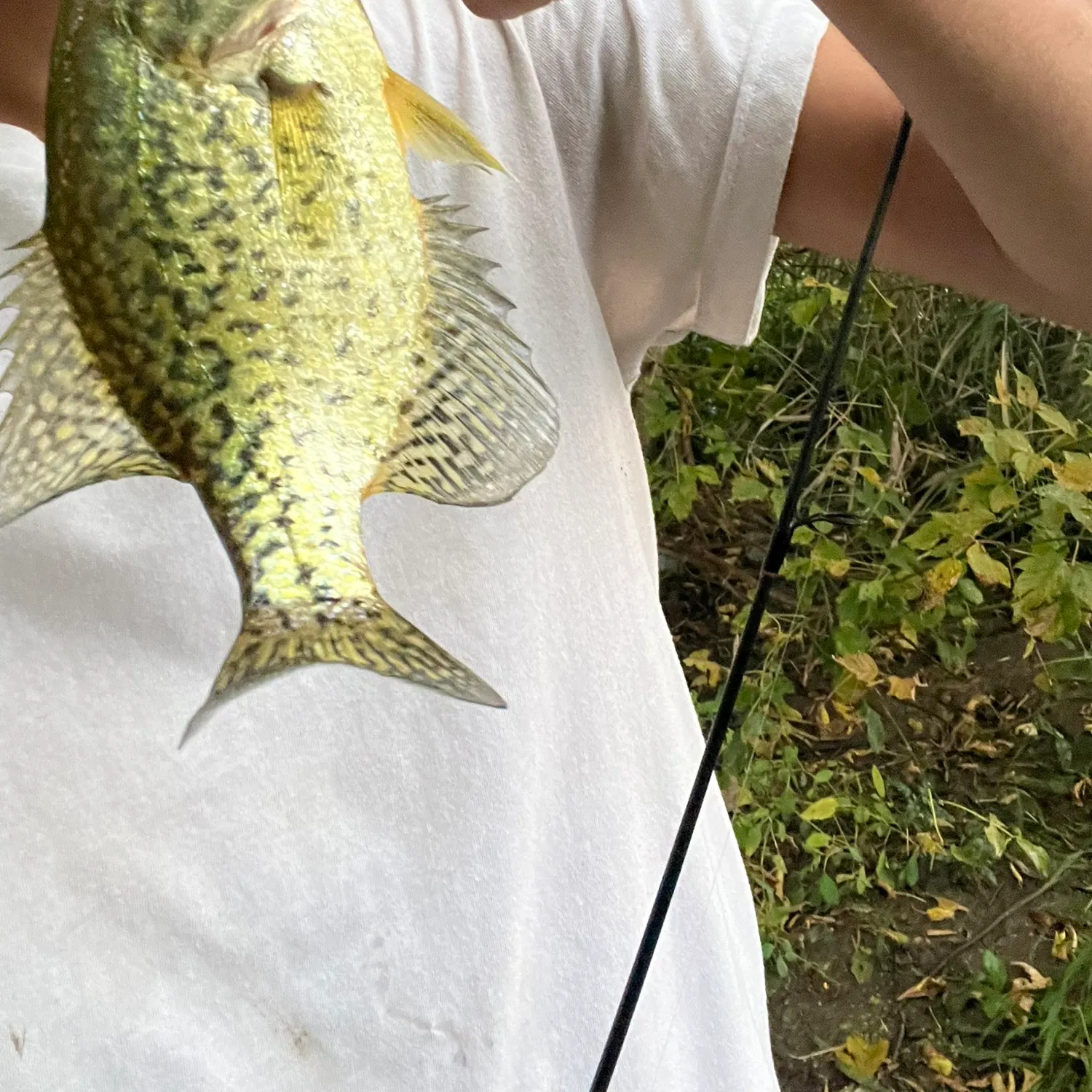 Black crappie caught on Fishbrain