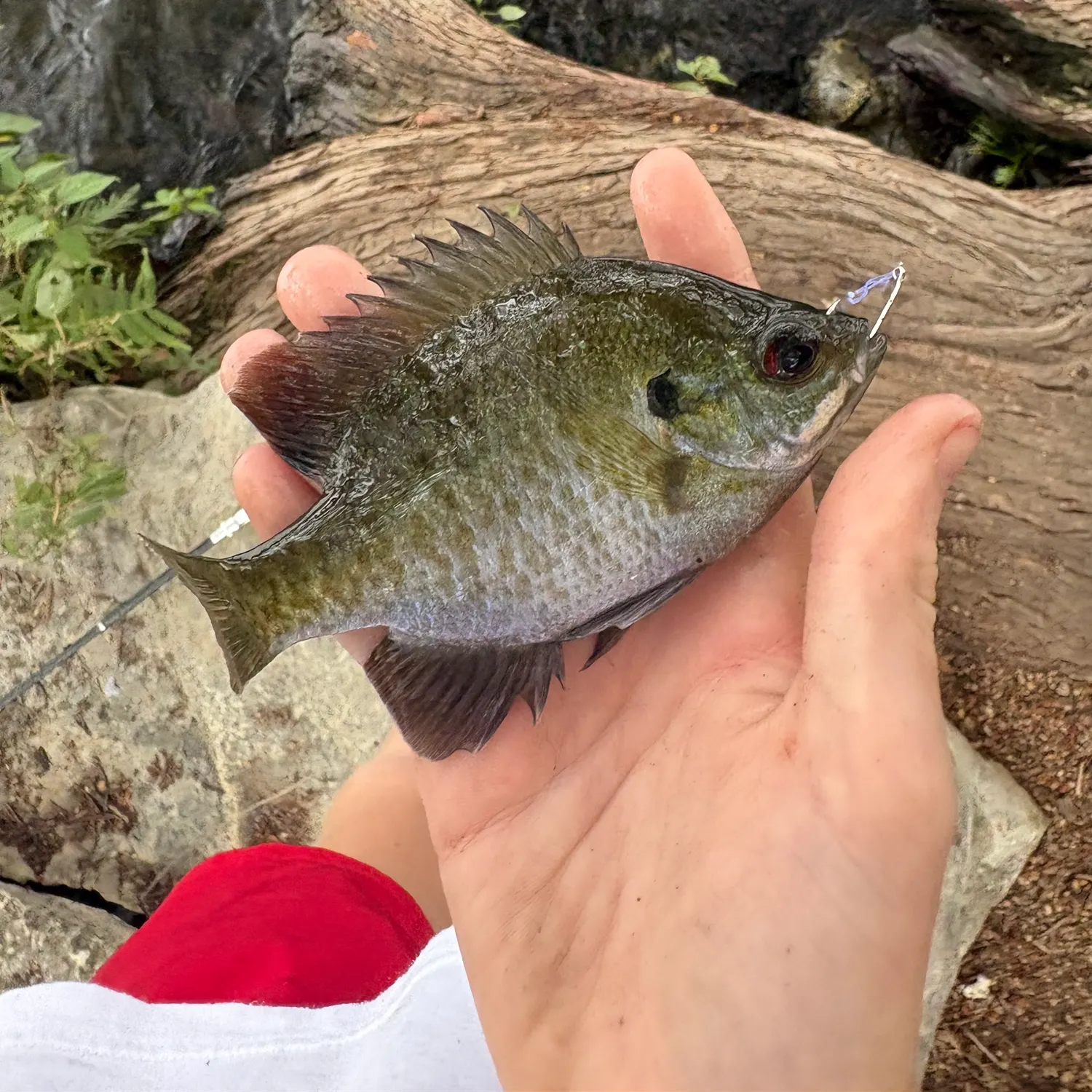 Bluegill caught on Fishbrain