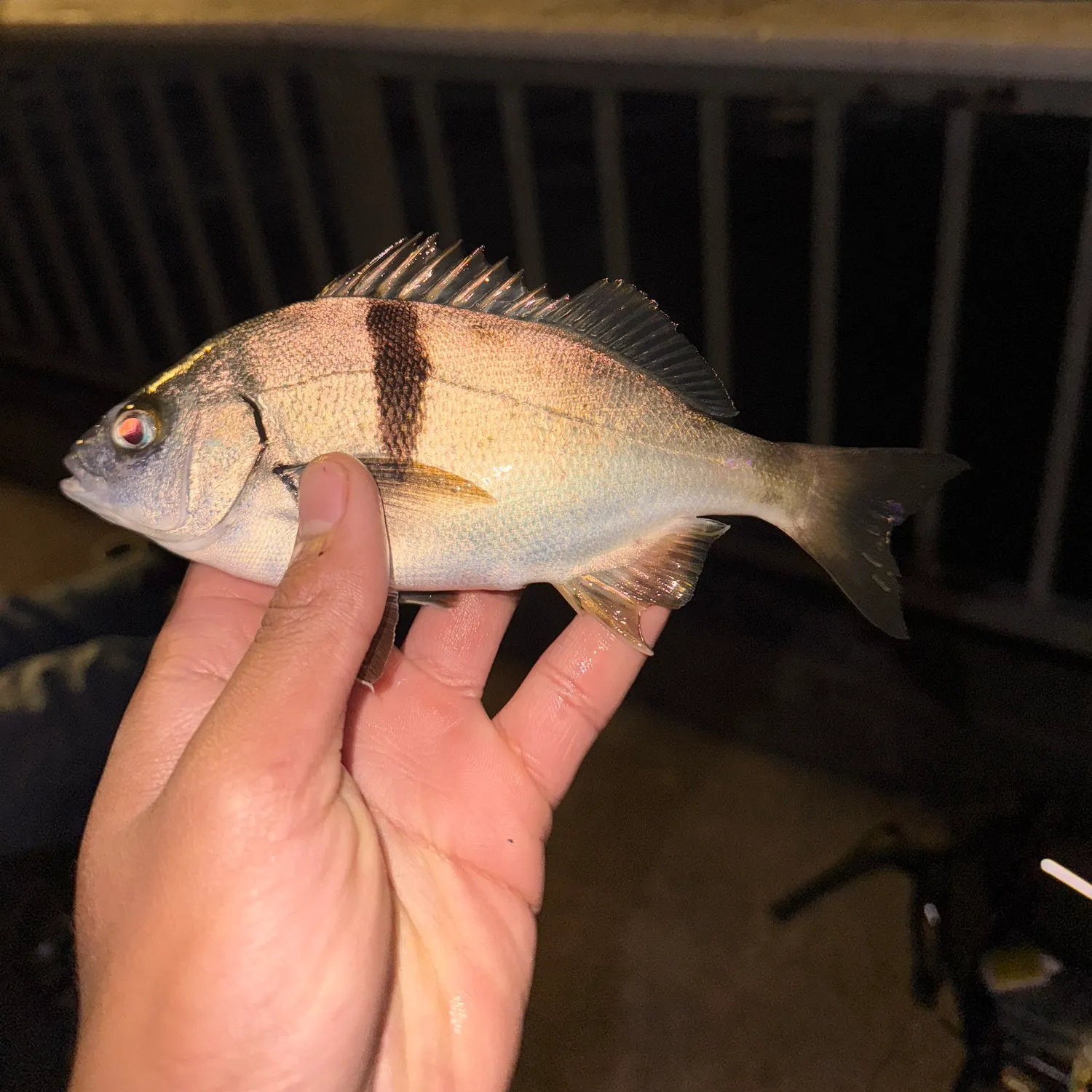 The most recent Sargo catches on Fishbrain