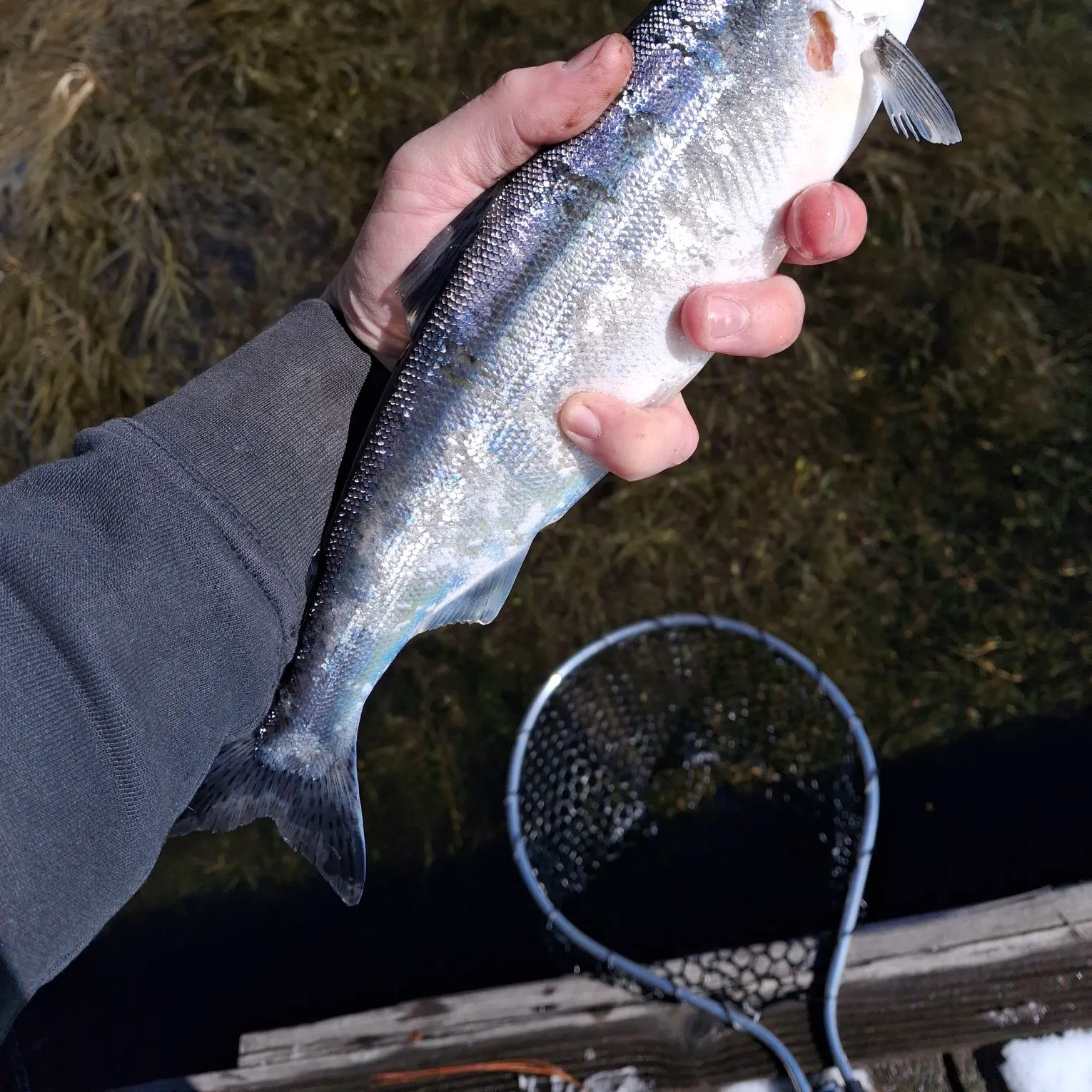 The most recent Kokanee salmon catches on Fishbrain