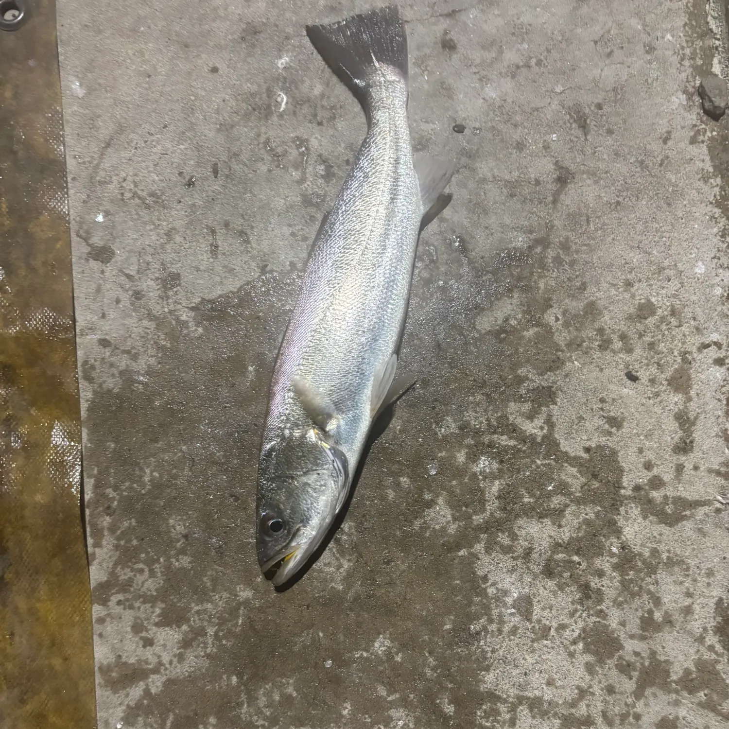 The most recent Shortfin corvina catches on Fishbrain
