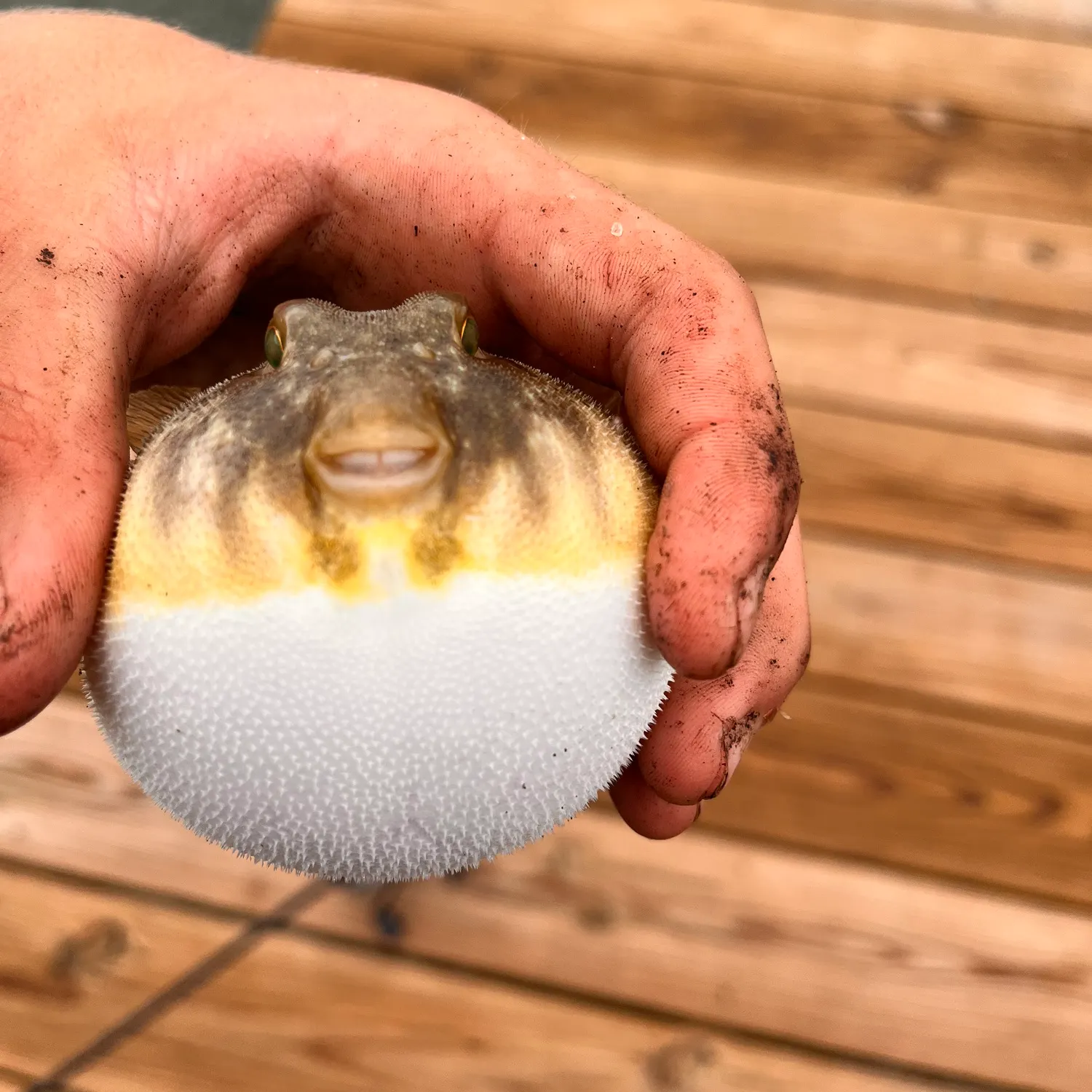 Southern puffer caught on Fishbrain