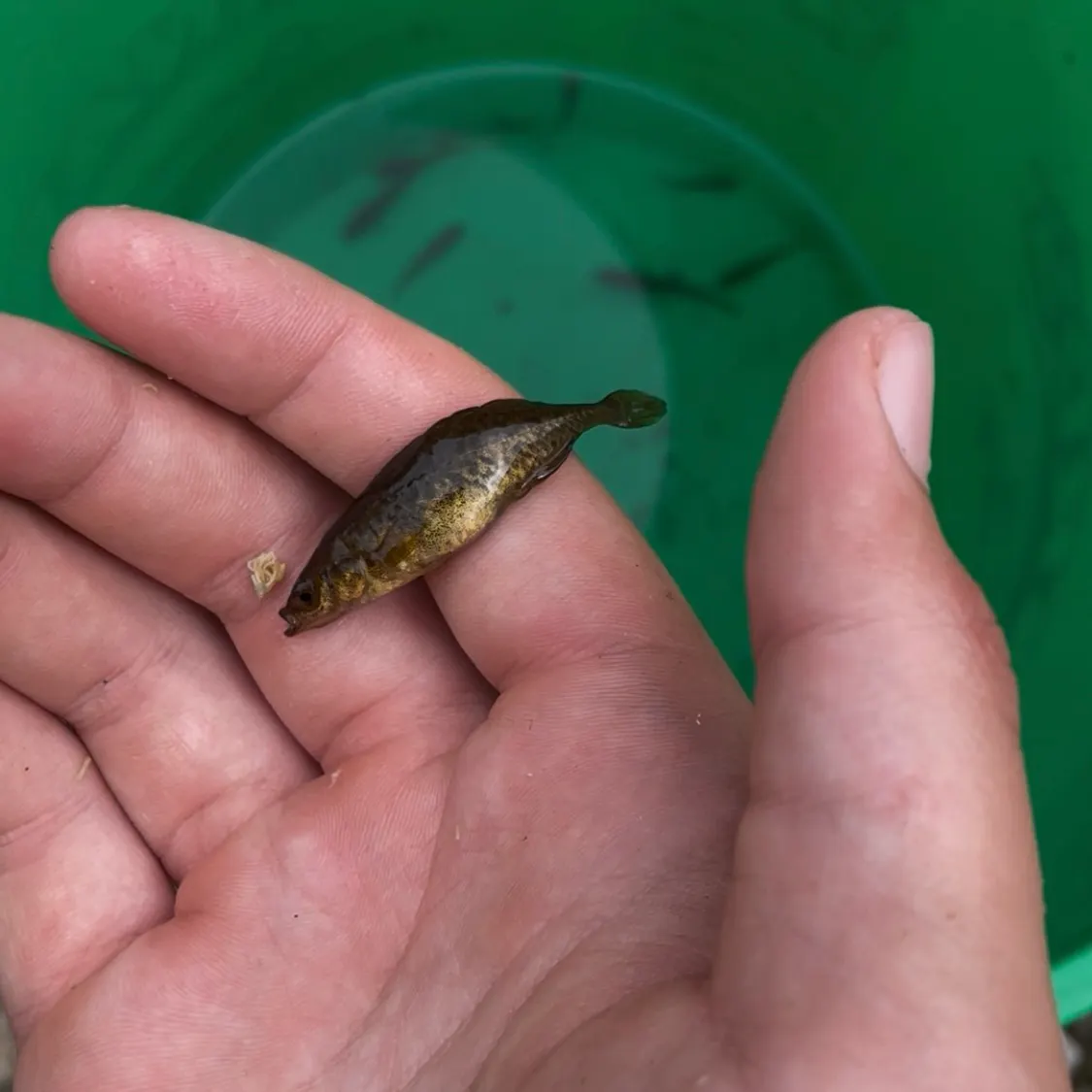 The most recent Brook stickleback catches on Fishbrain