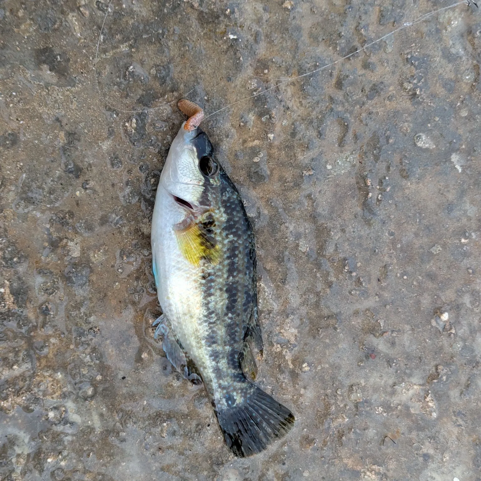The most recent East Atlantic peacock wrasse catches on Fishbrain
