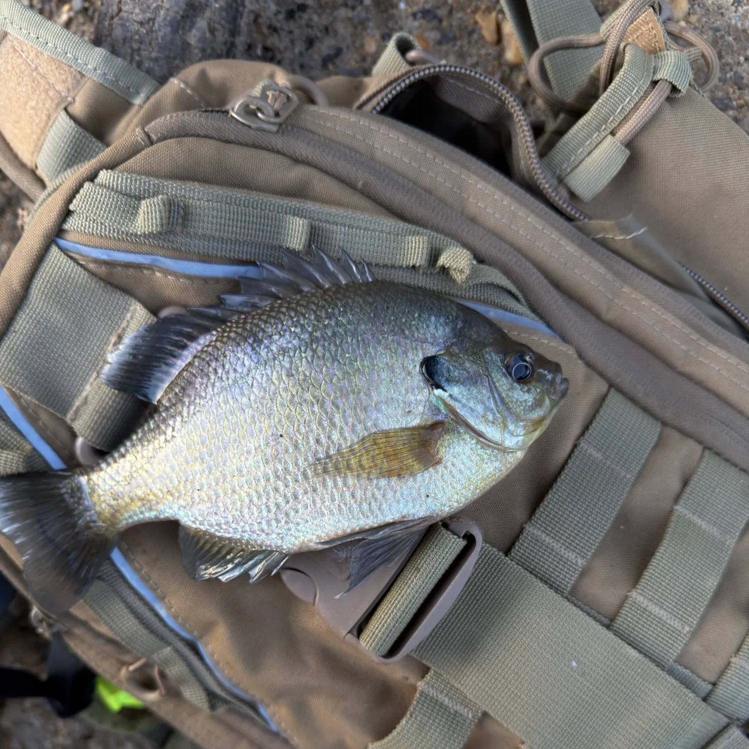 Bluegill caught on Fishbrain