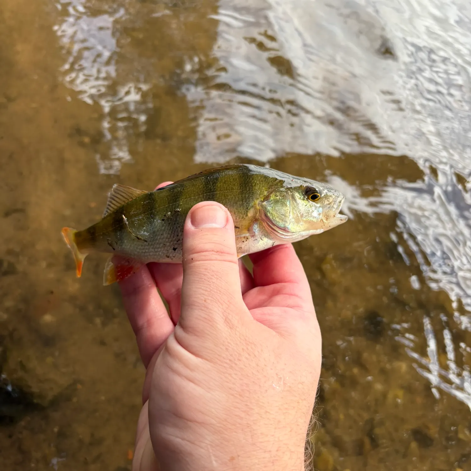 European perch caught on Fishbrain