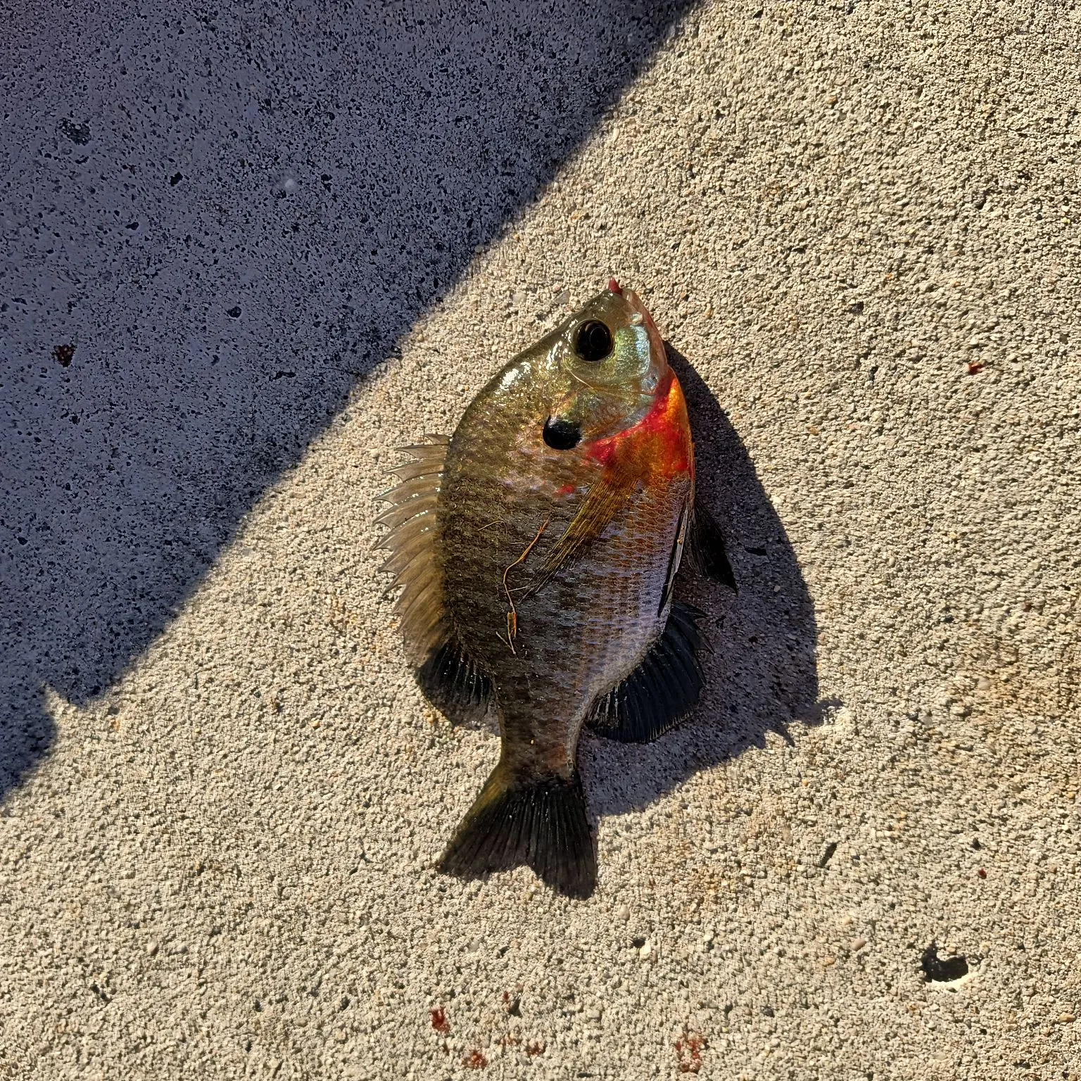 Bluegill caught on Fishbrain