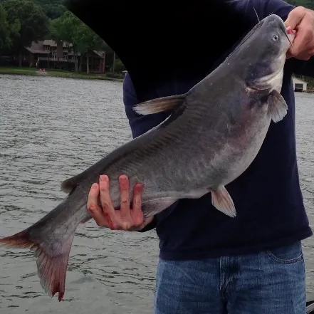 Blue catfish caught on Fishbrain
