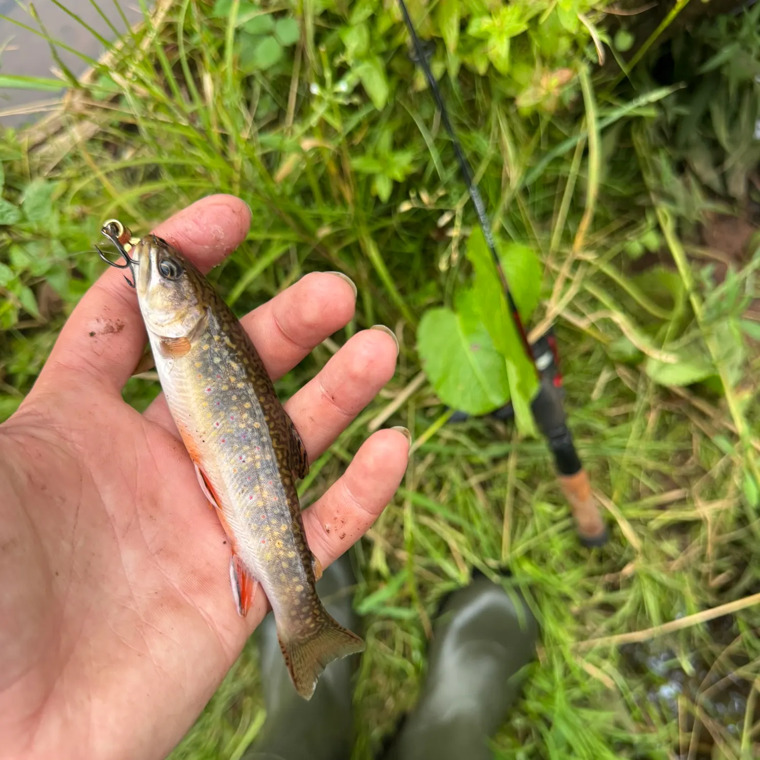 Brook trout caught on Fishbrain