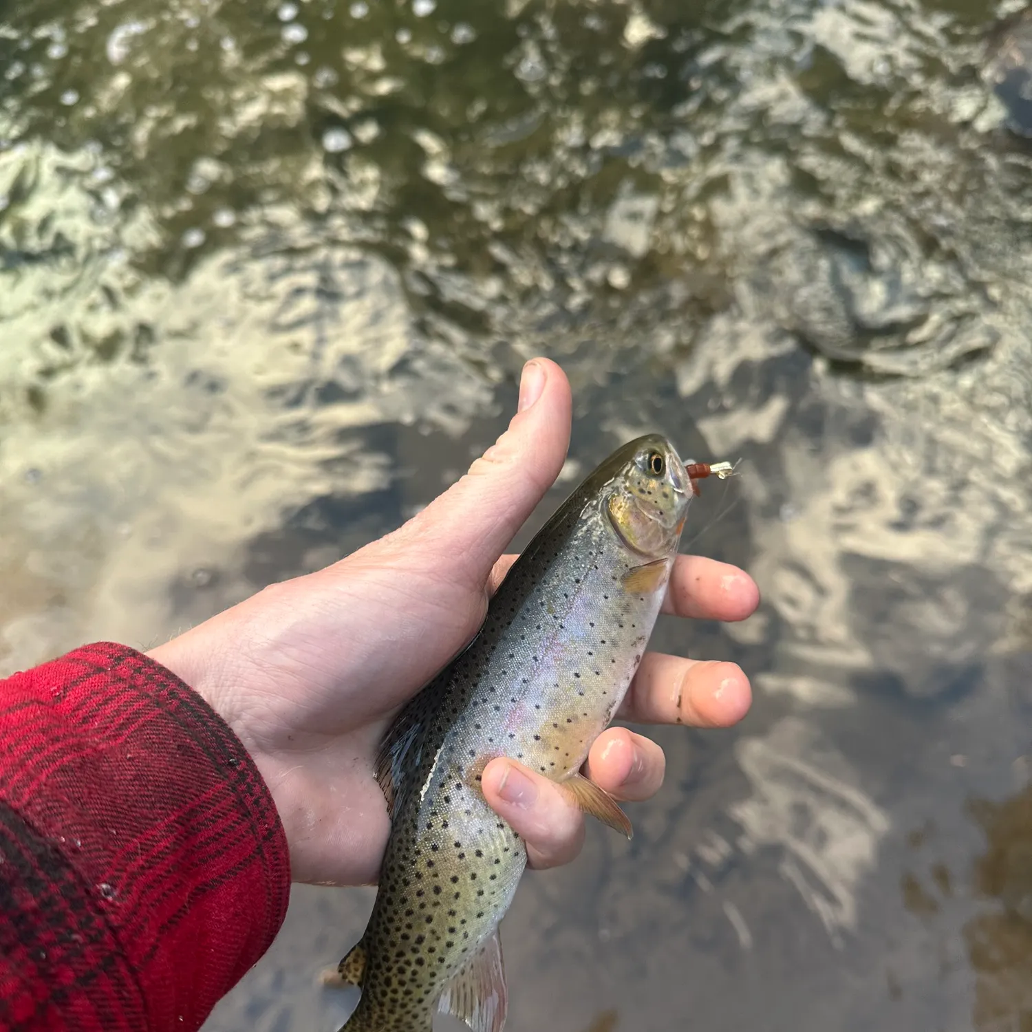 The most recent Rio Grande cutthroat trout catches on Fishbrain