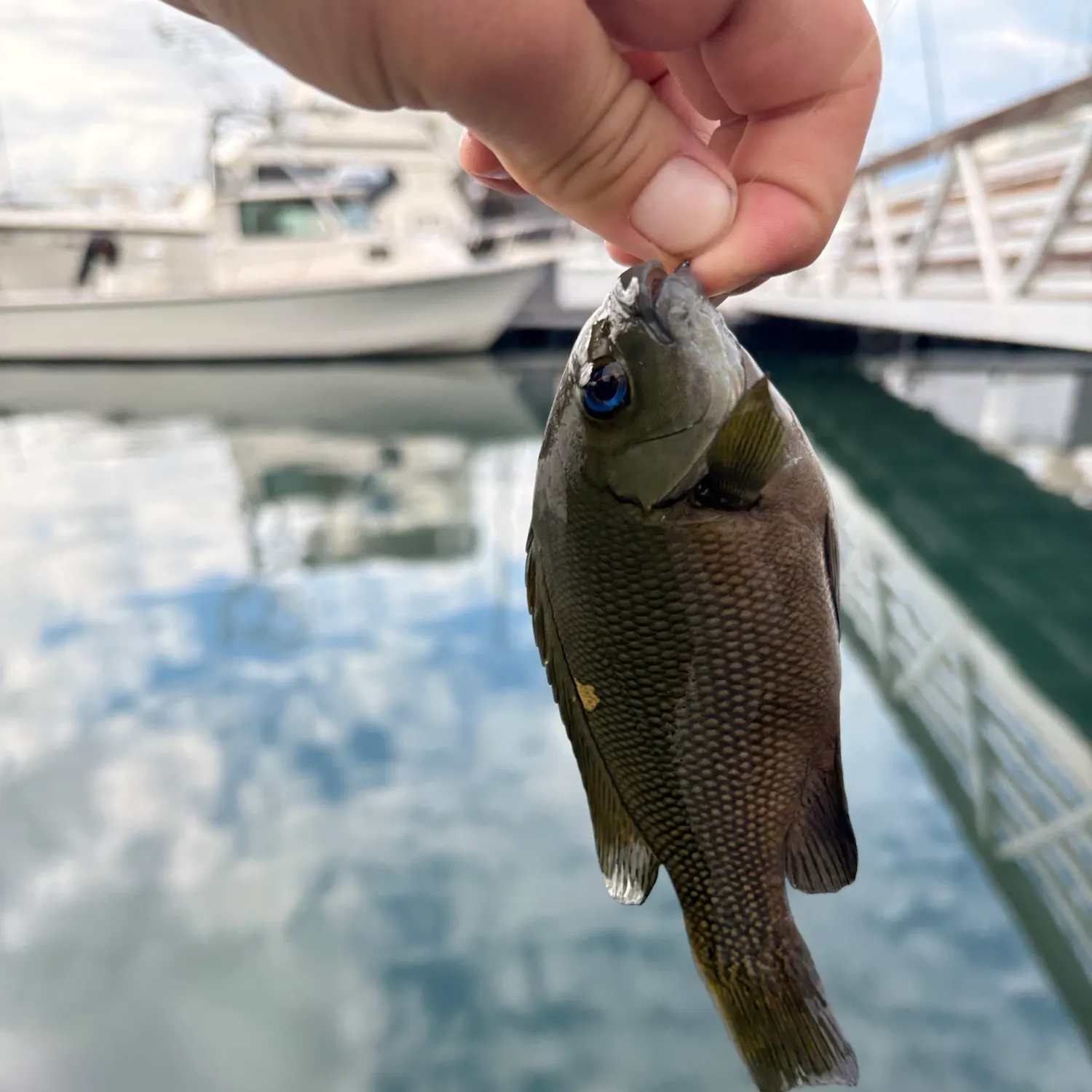Opaleye caught on Fishbrain