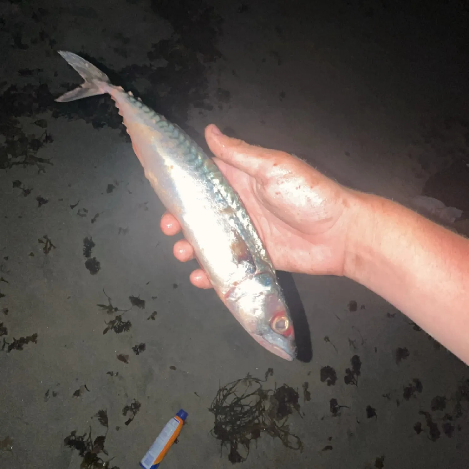 Atlantic mackerel caught on Fishbrain