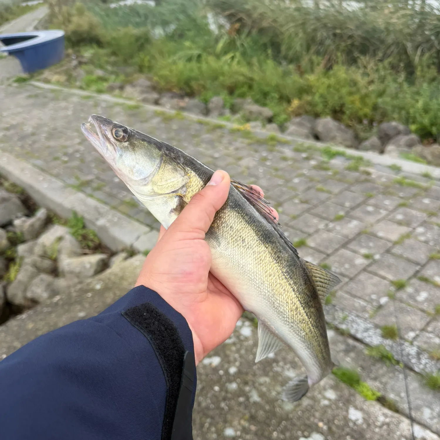 Zander caught on Fishbrain
