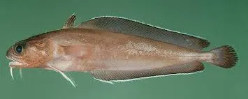 Rock cod