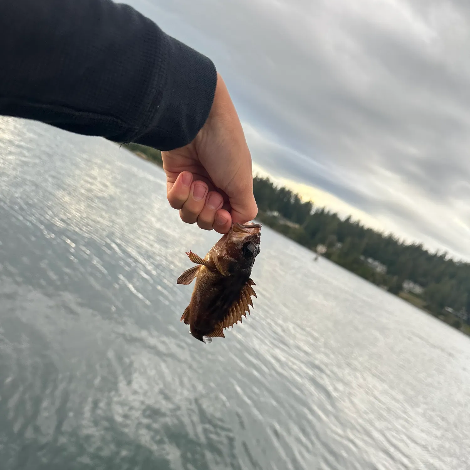 Copper rockfish caught on Fishbrain