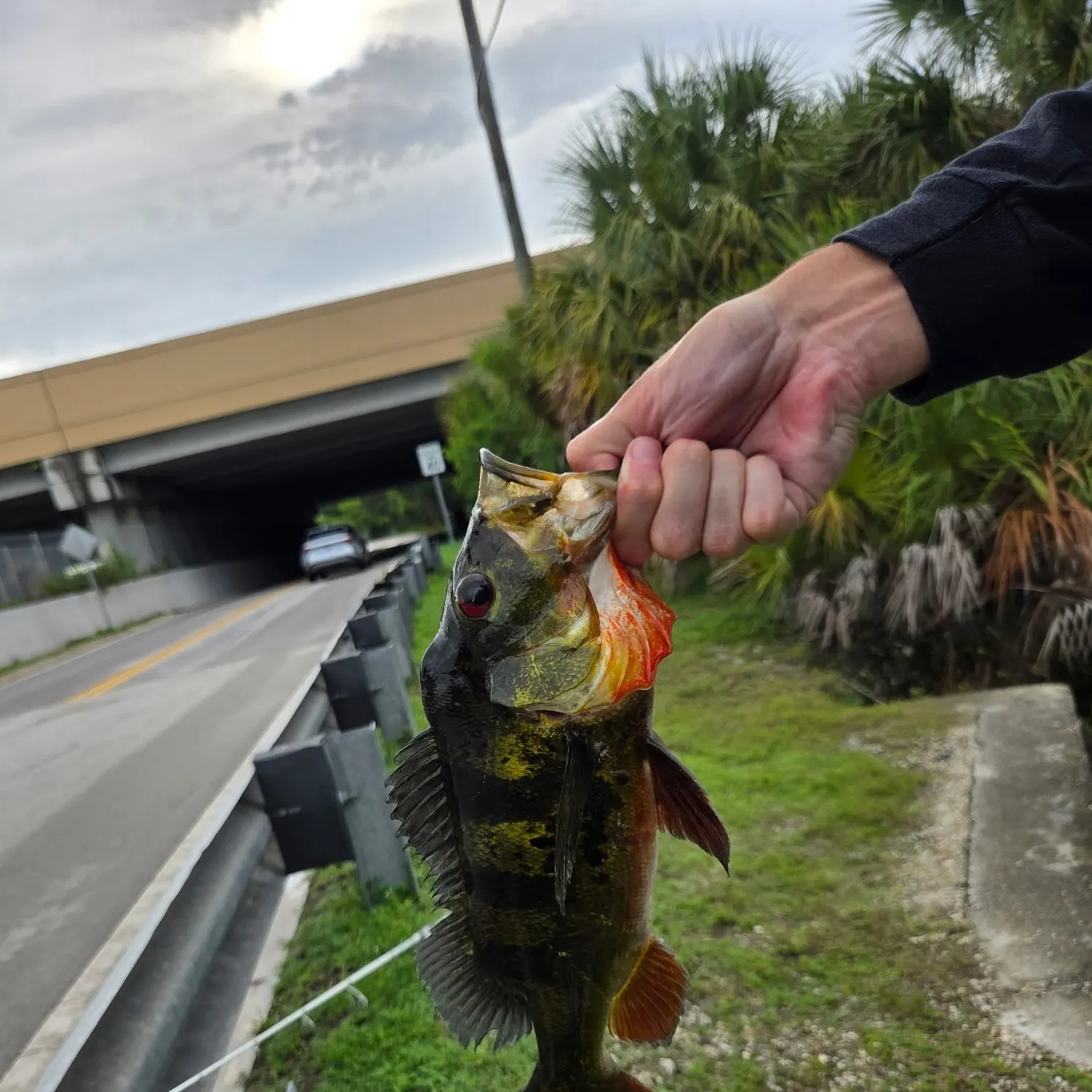 Butterfly peacock bass caught on Fishbrain