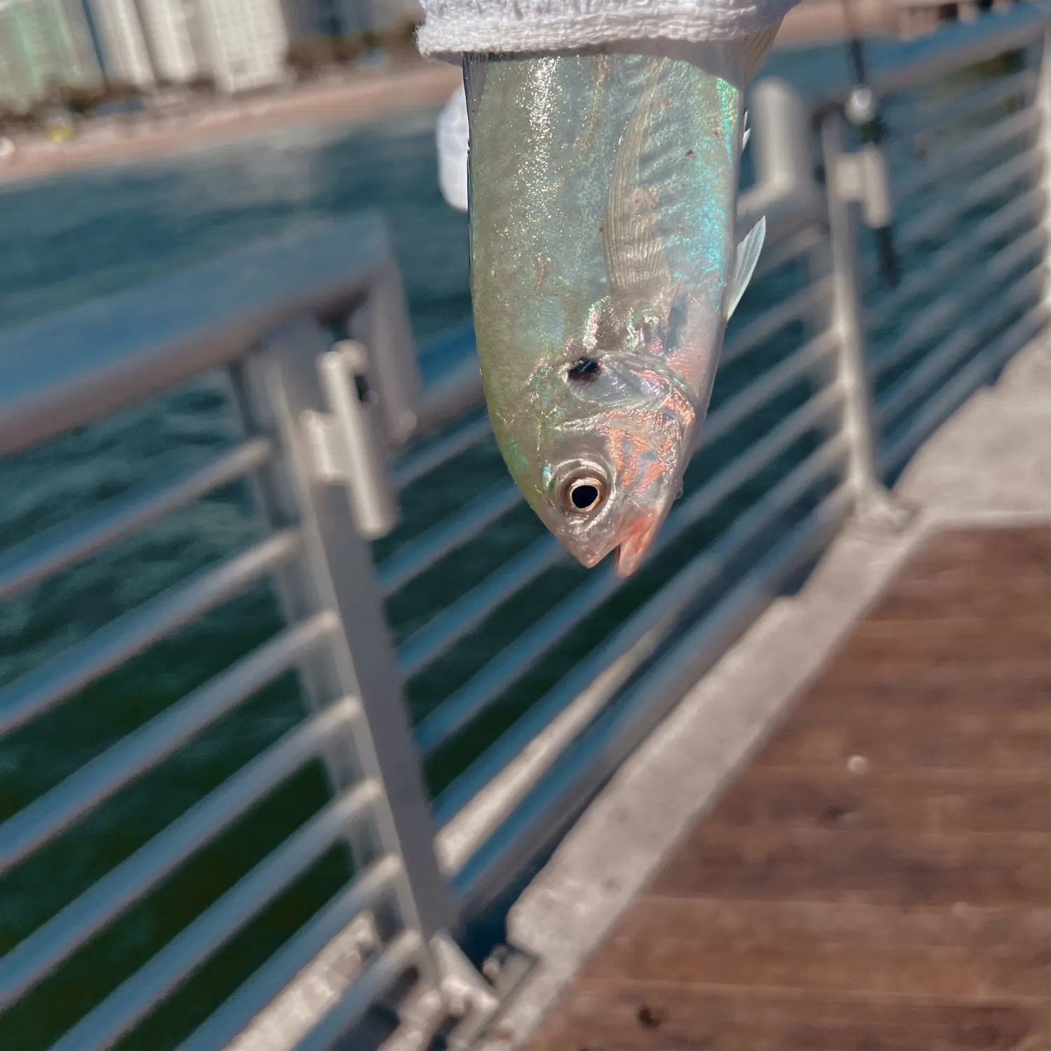 The most recent Blue runner catches on Fishbrain