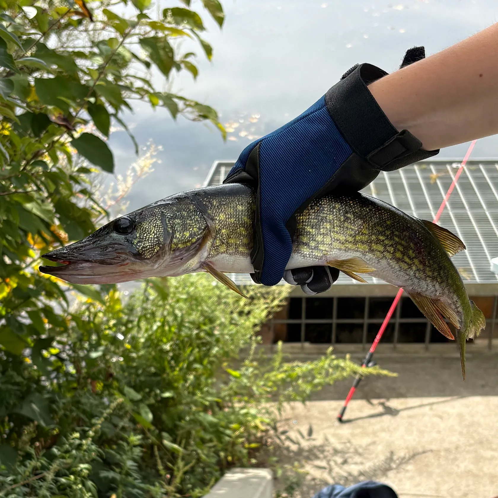Chain pickerel caught on Fishbrain