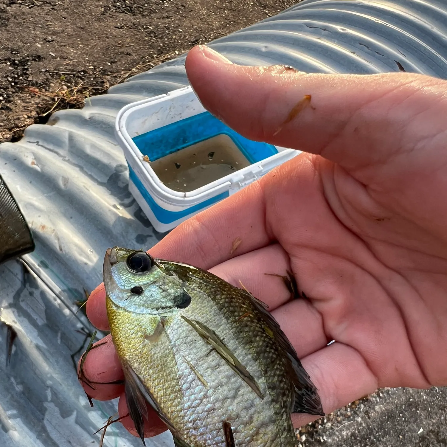 Bluegill caught on Fishbrain