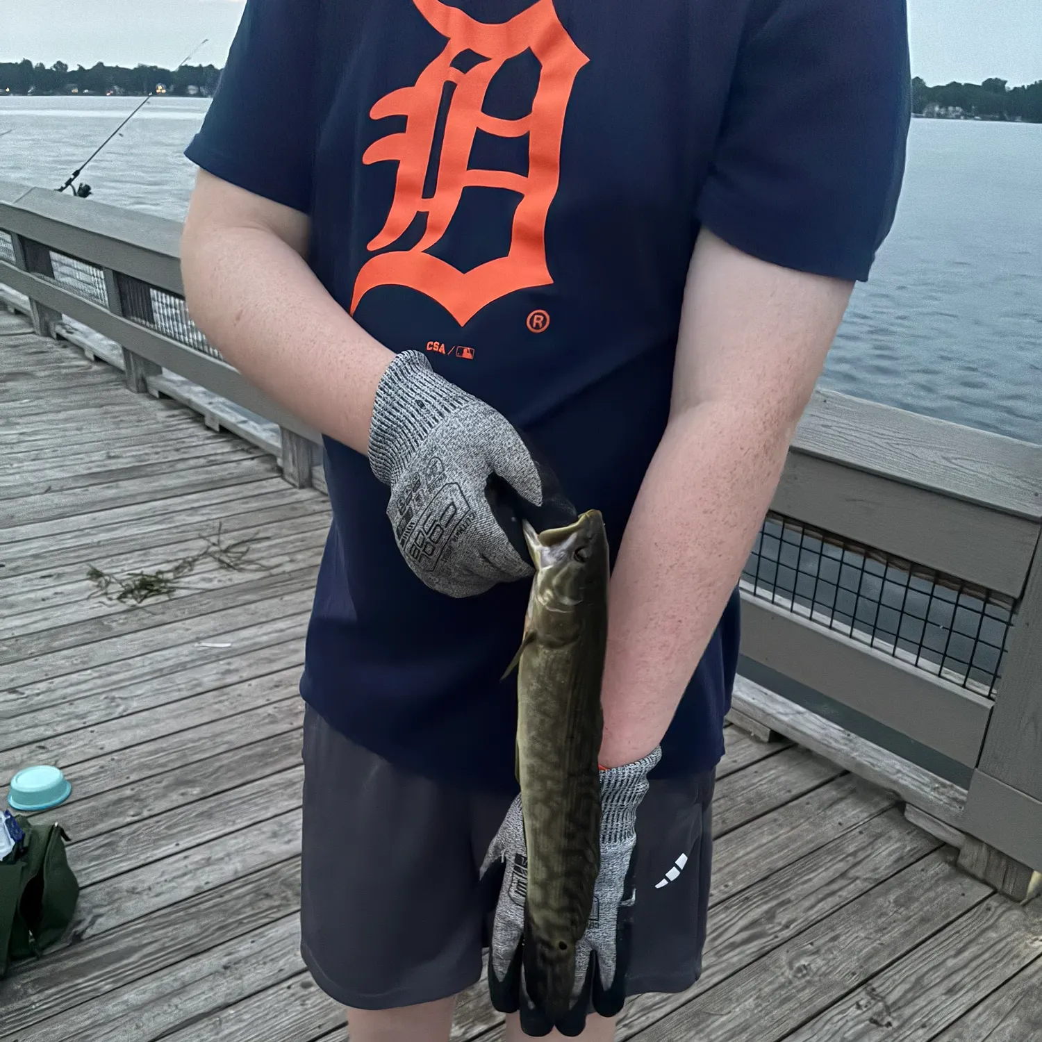 The most recent Grass pickerel catches on Fishbrain