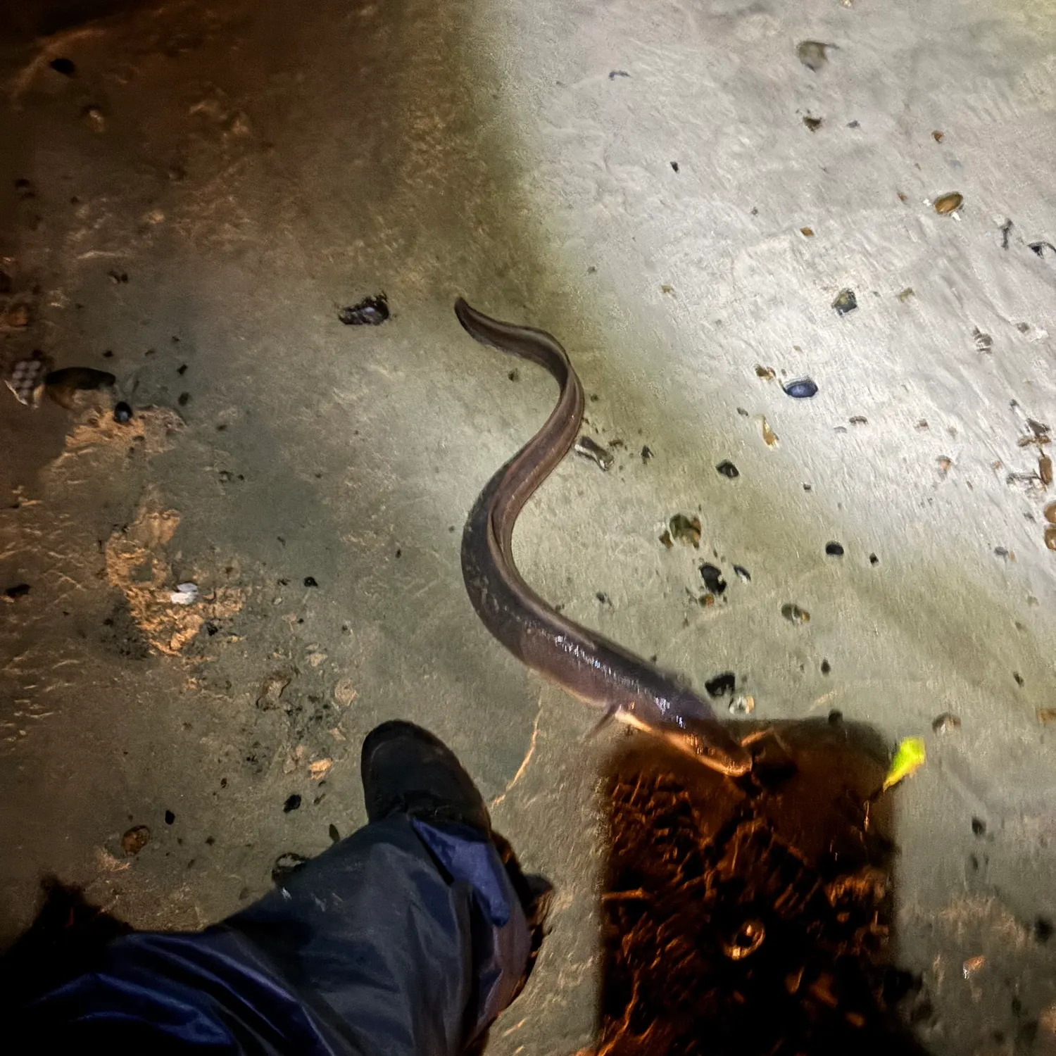 The most recent European eel catches on Fishbrain