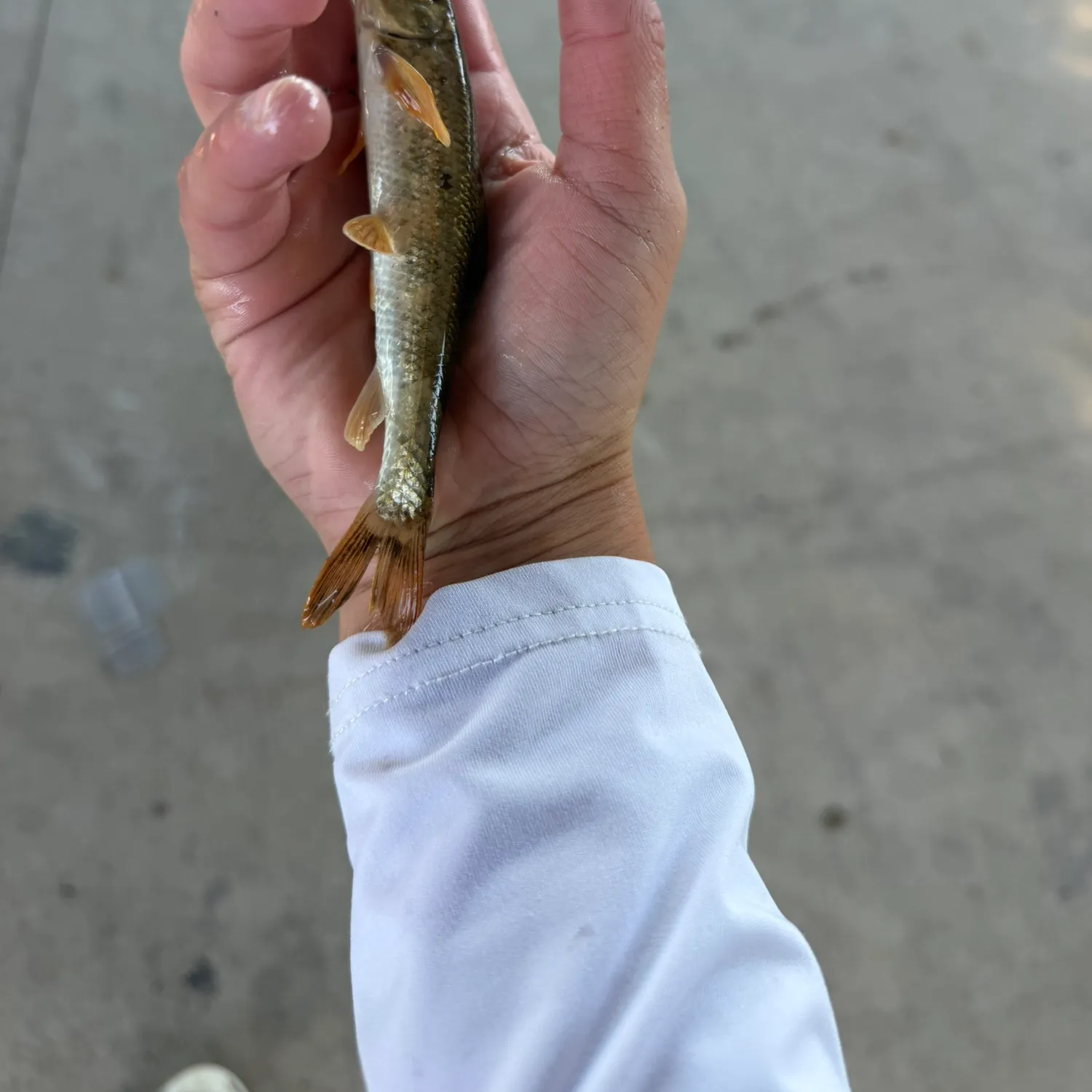 Northern hogsucker caught on Fishbrain