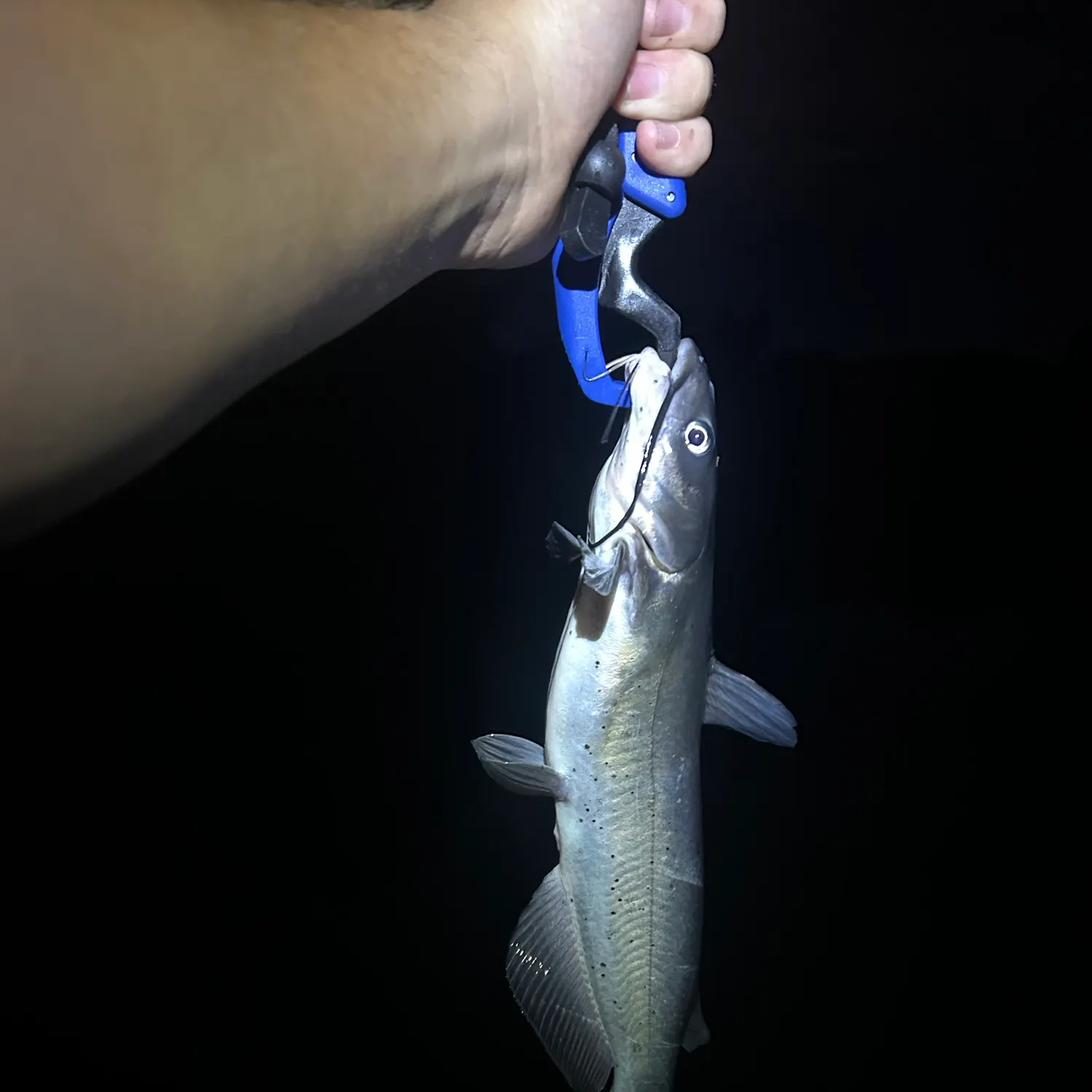 Channel catfish caught on Fishbrain