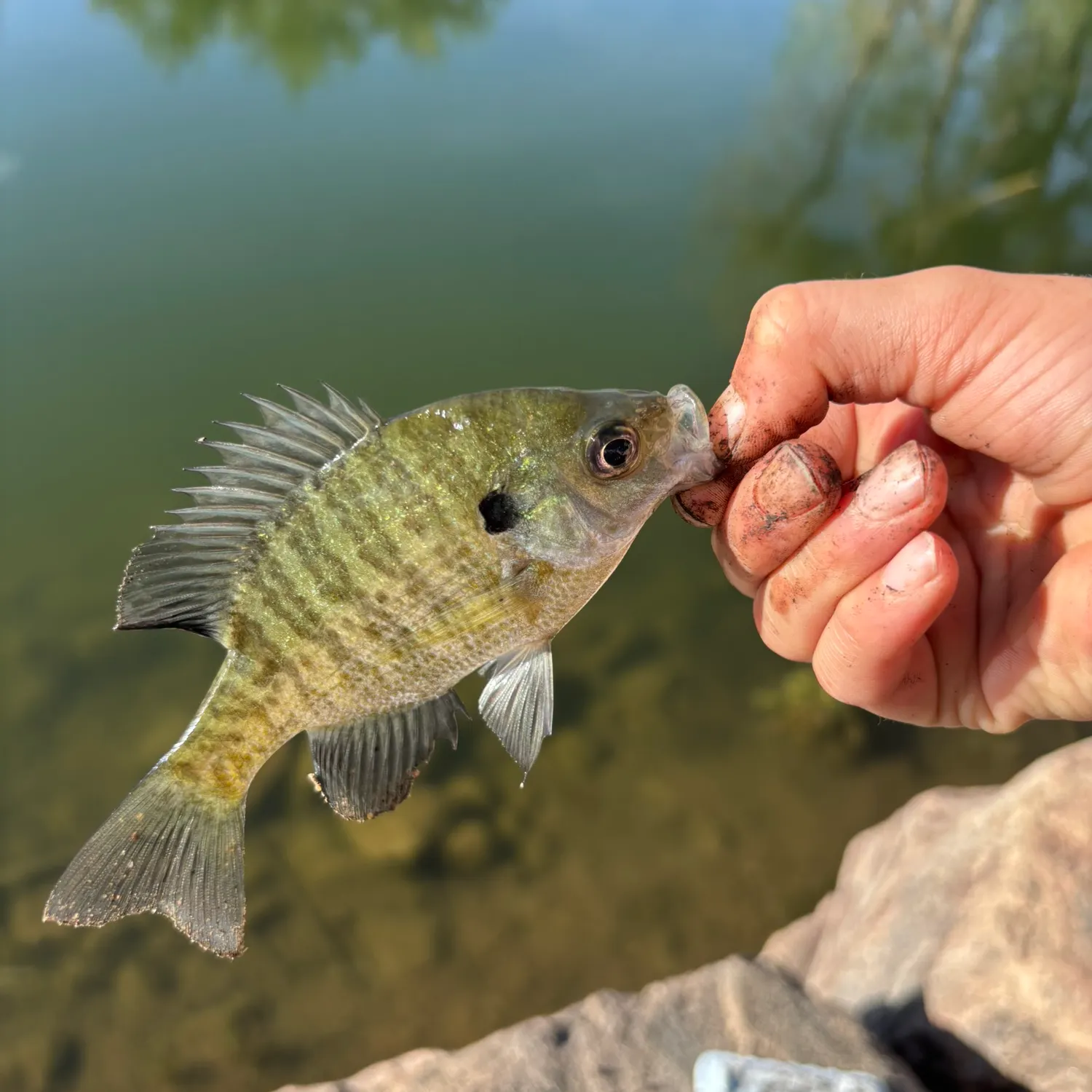 Bluegill caught on Fishbrain