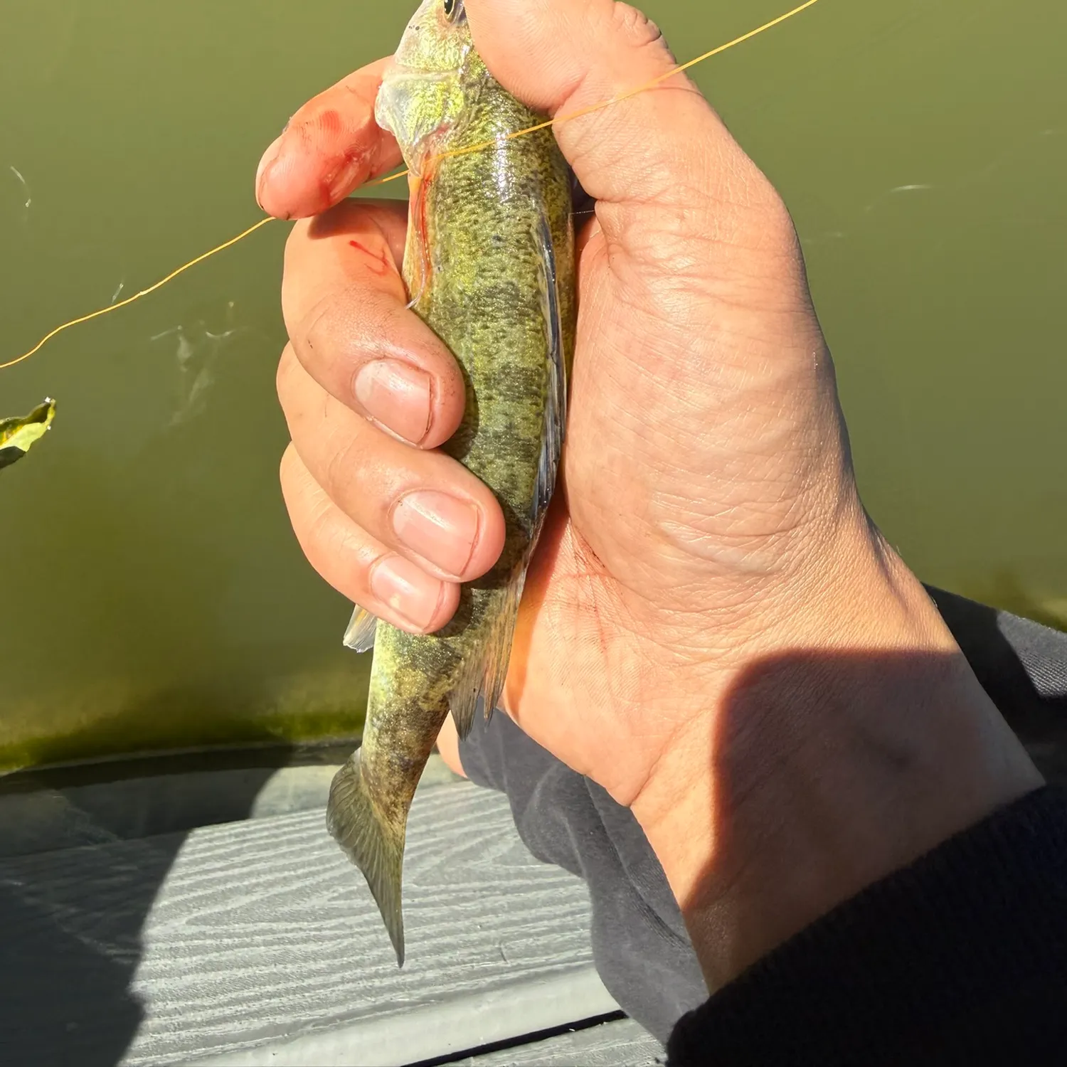 Smallmouth bass caught on Fishbrain