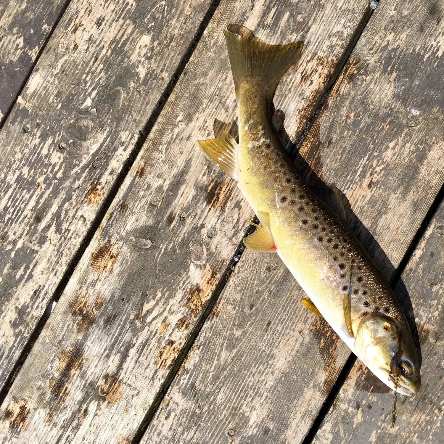 recently logged catches