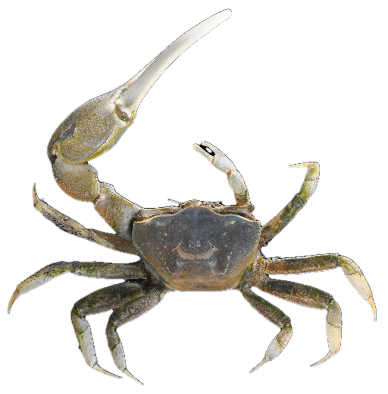 Mud fiddler crab