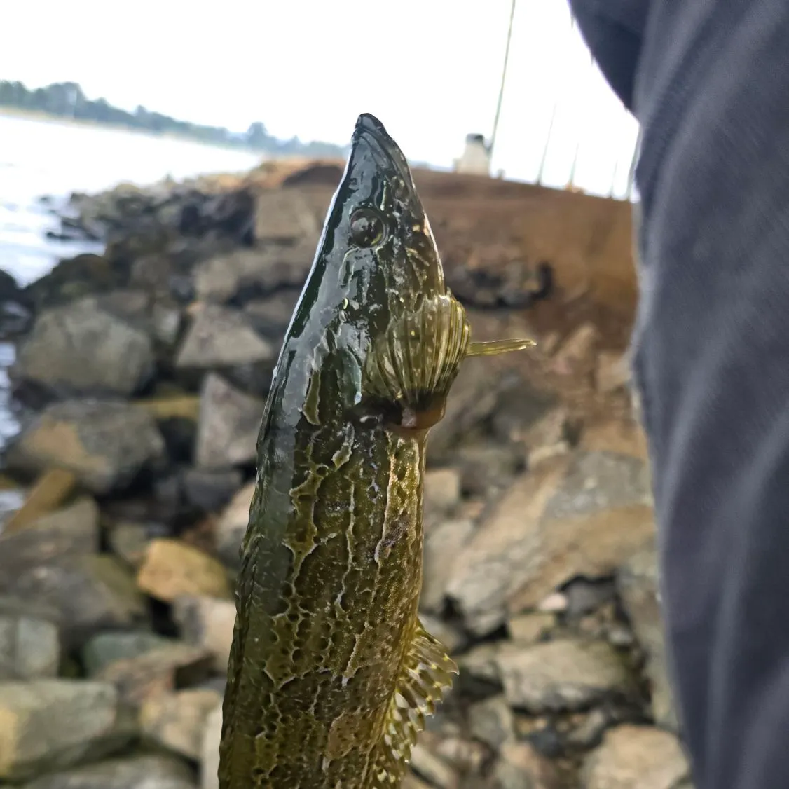 The most recent Giant kelpfish catches on Fishbrain
