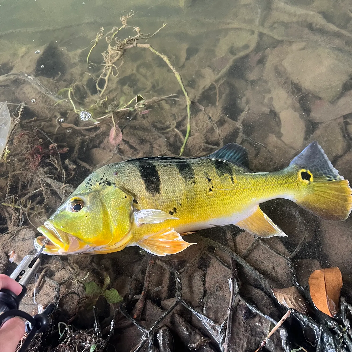 The most recent Butterfly peacock bass catches on Fishbrain