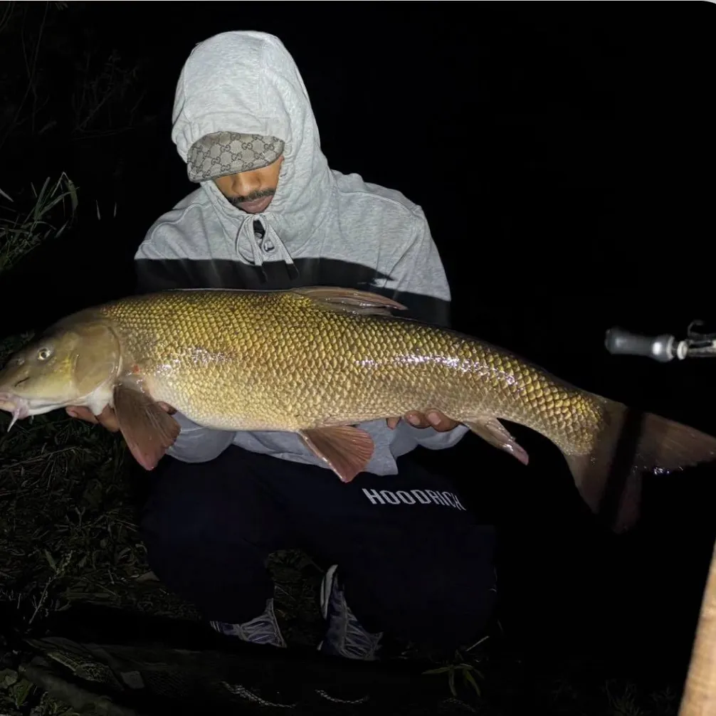 The most recent Common barbel catches on Fishbrain