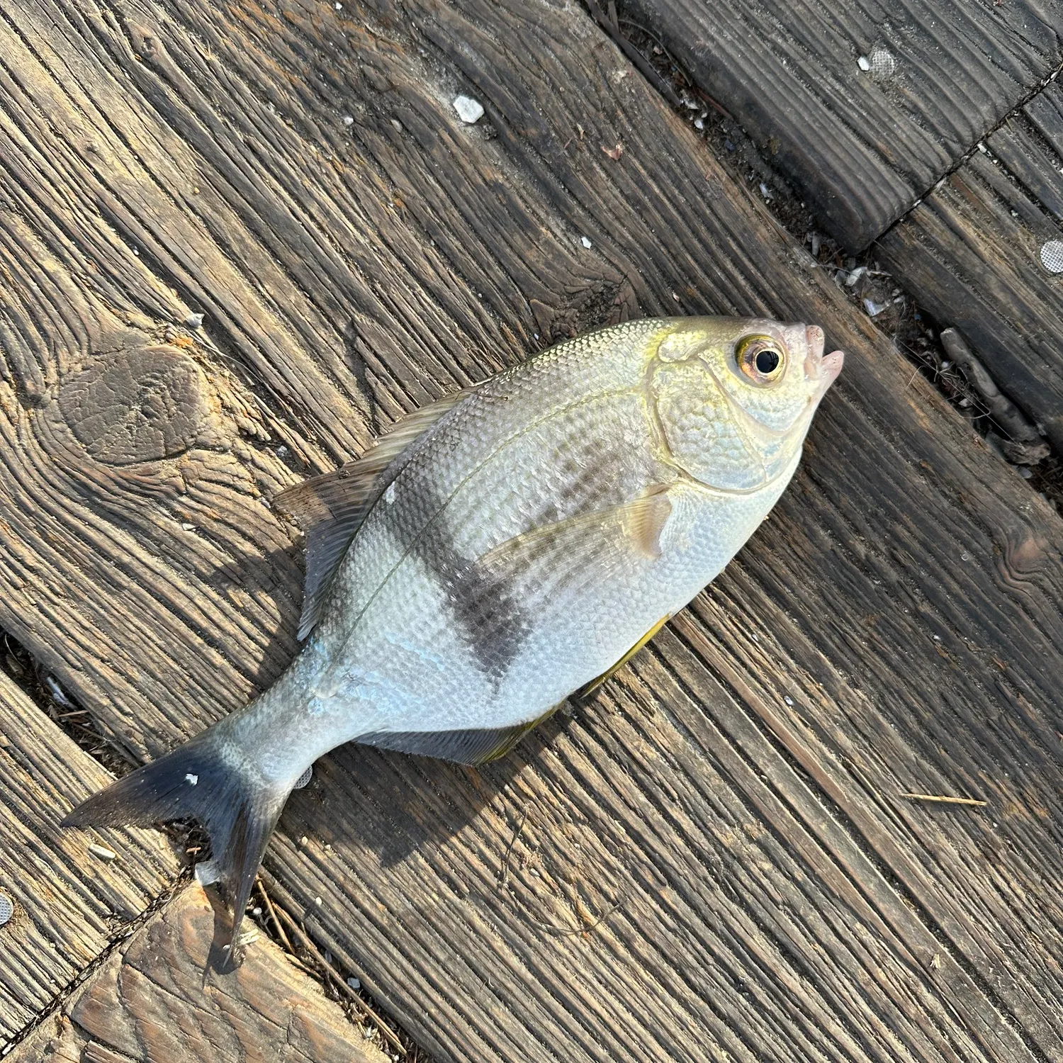 The most recent Pile perch catches on Fishbrain