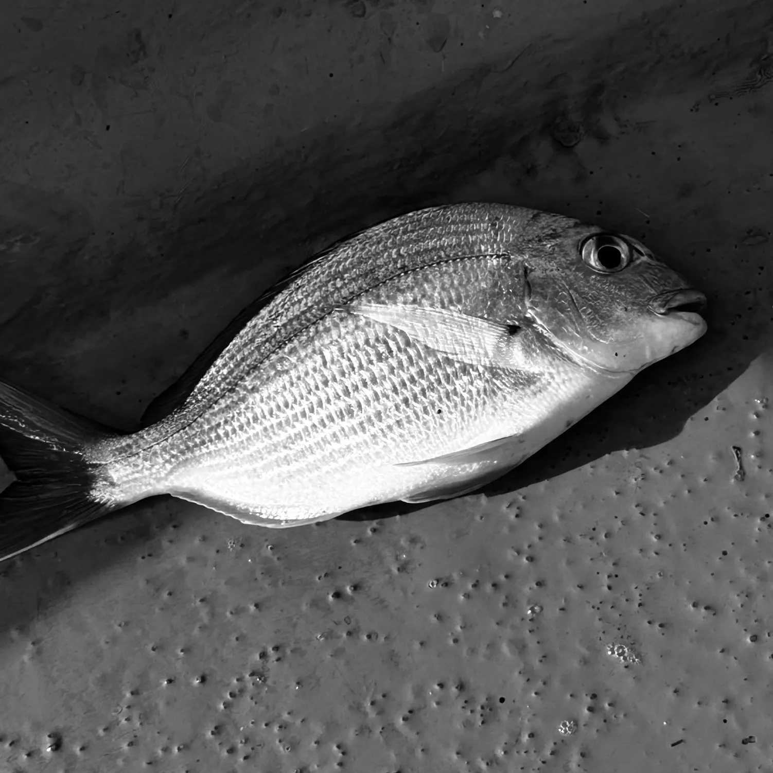 The most recent White seabream catches on Fishbrain