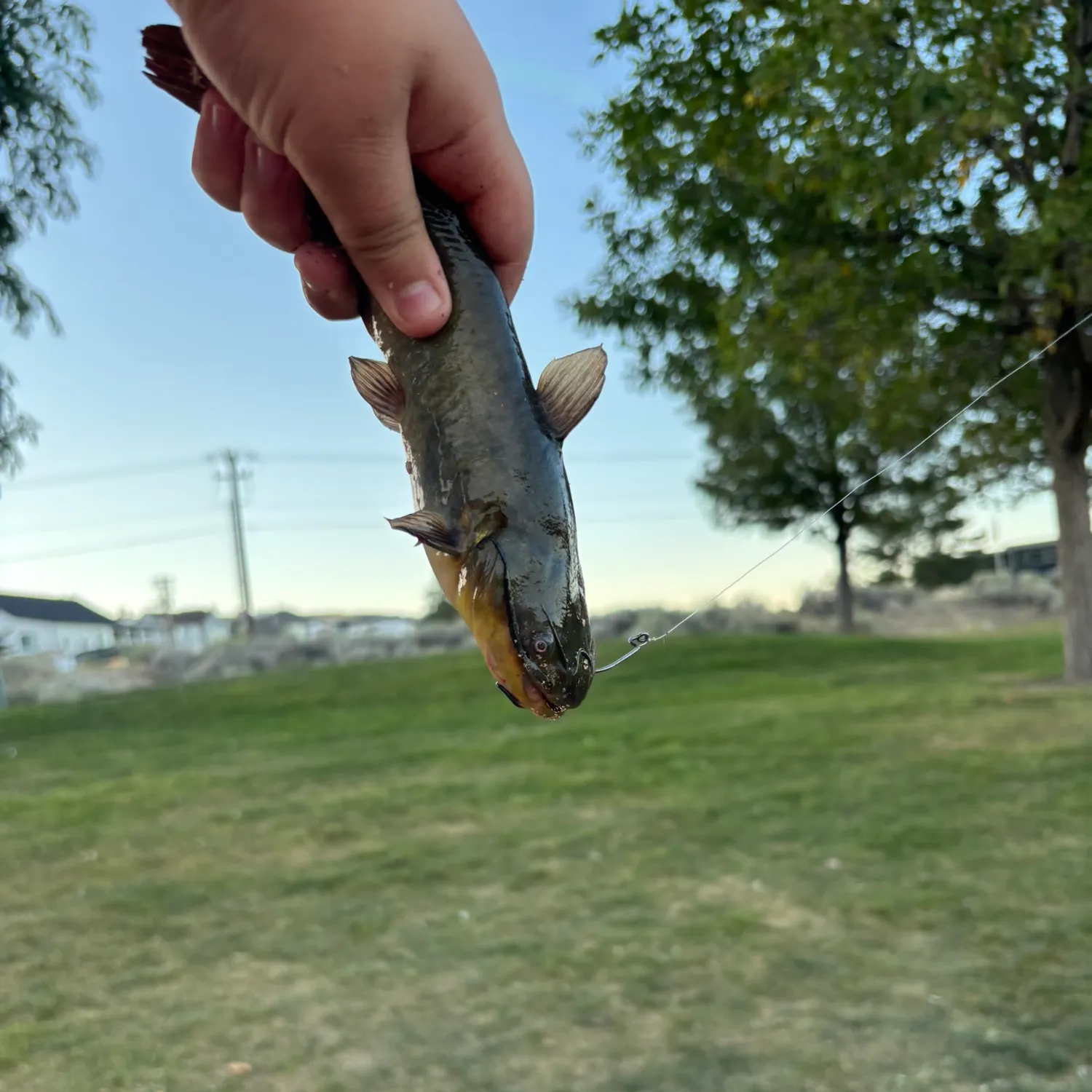 Yellow bullhead caught on Fishbrain