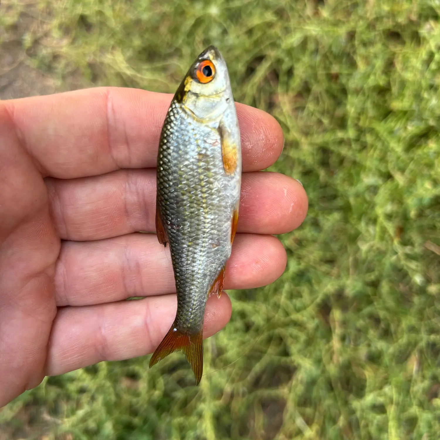Common roach caught on Fishbrain