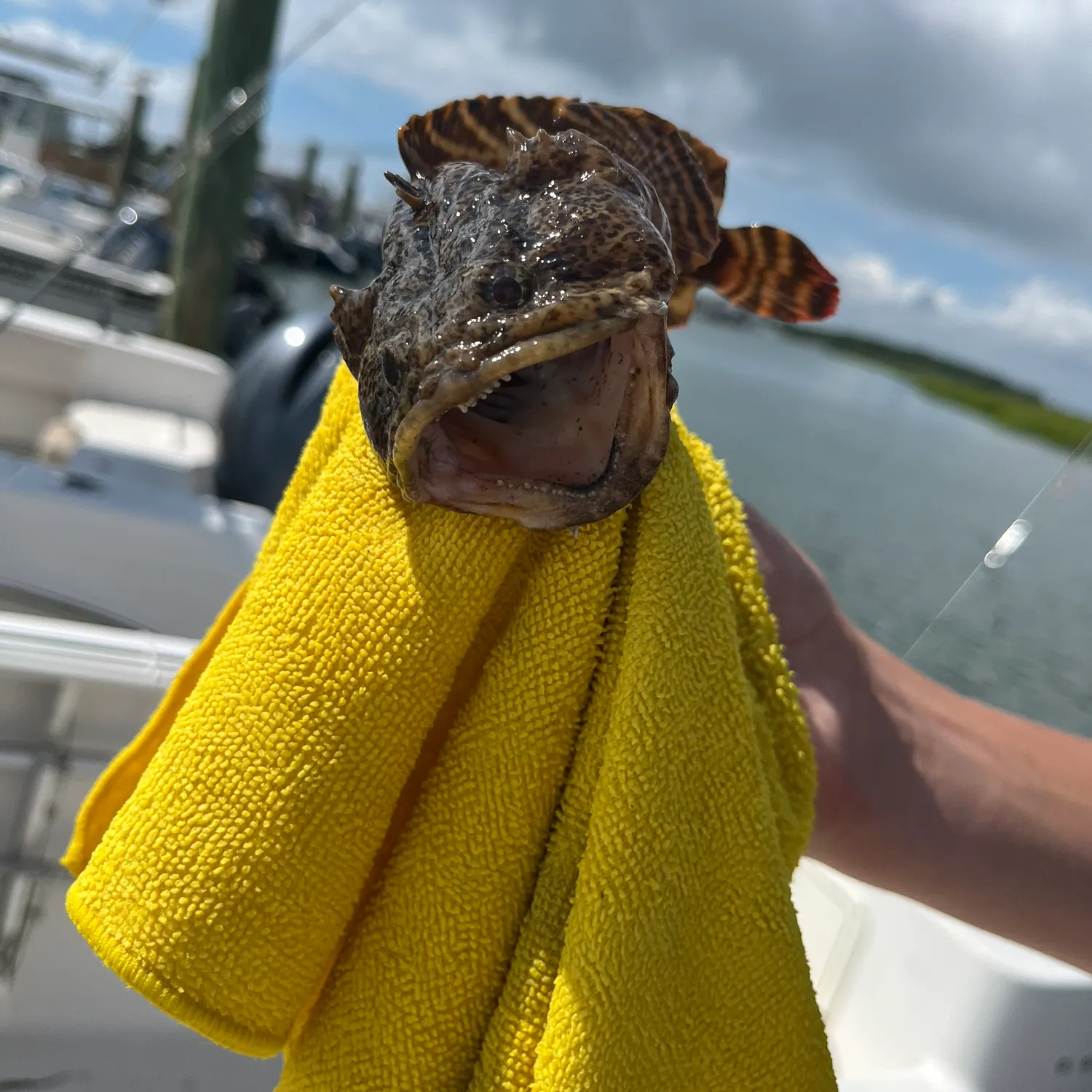 Oyster toadfish caught on Fishbrain