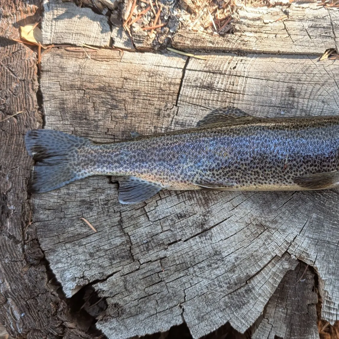 Rainbow trout caught on Fishbrain