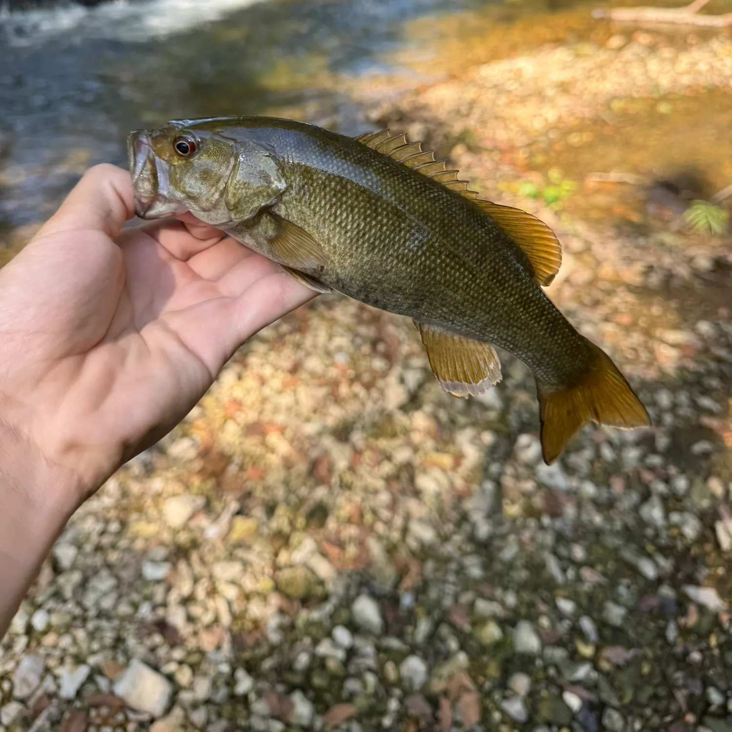 Smallmouth bass caught on Fishbrain