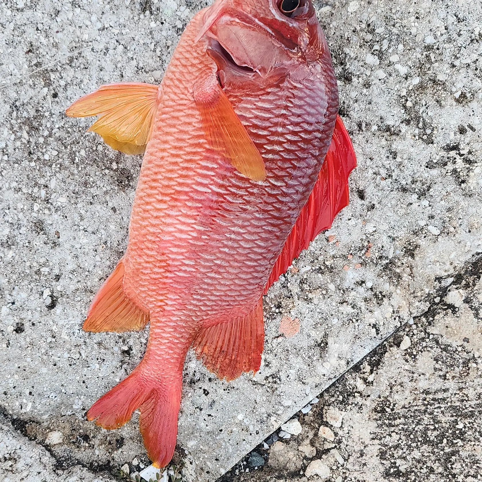 The most recent Sabre squirrelfish catches on Fishbrain