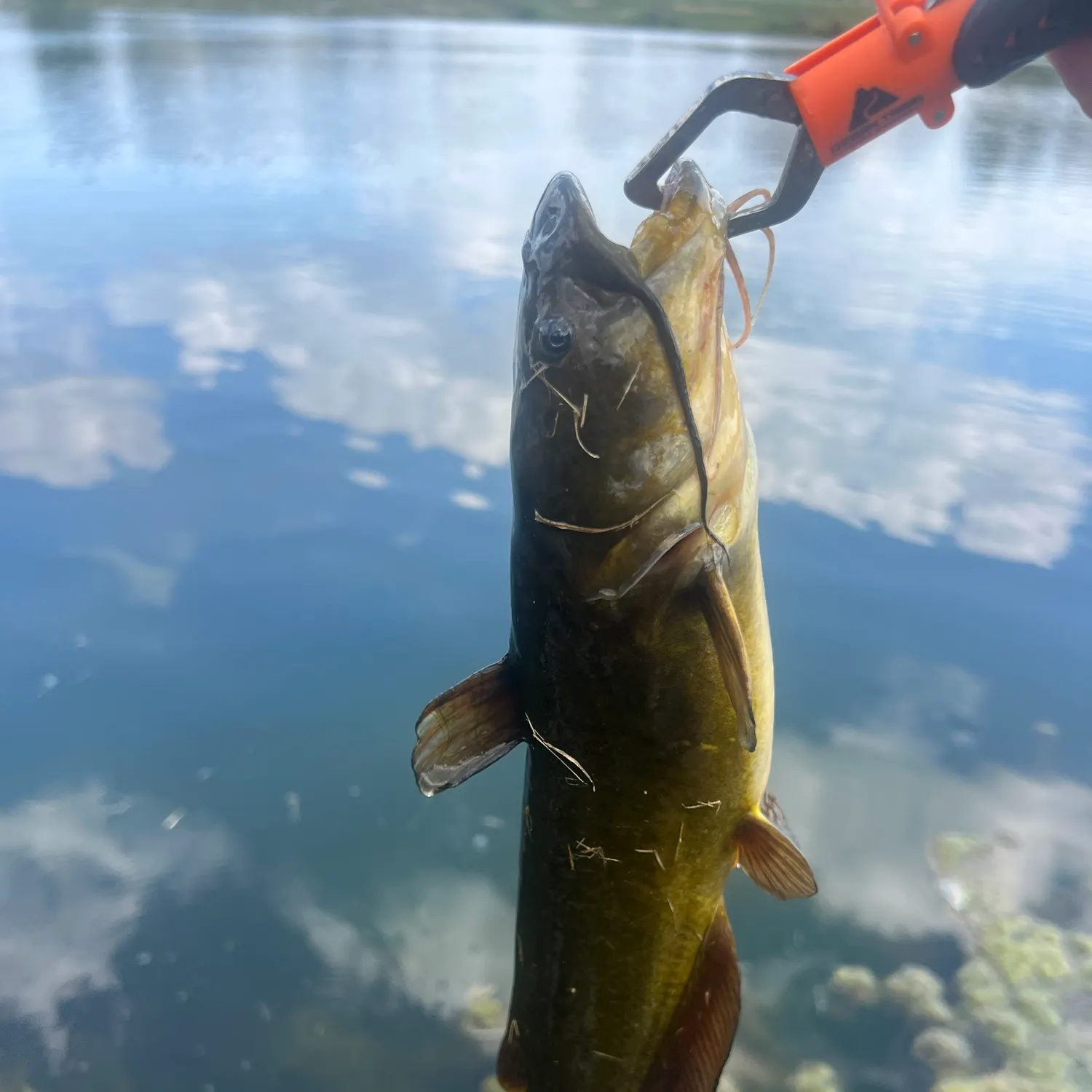 Black bullhead caught on Fishbrain