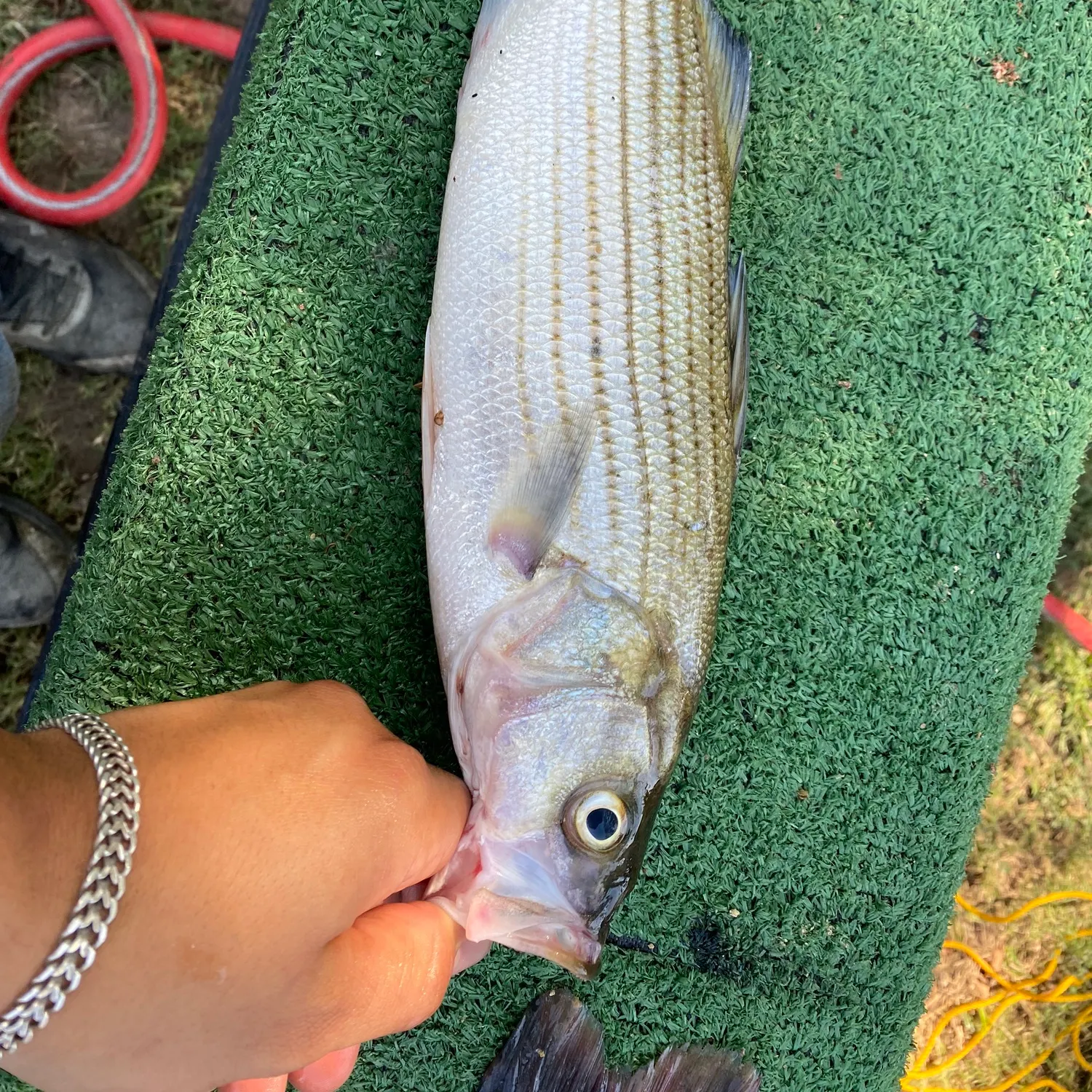 Striped bass caught on Fishbrain