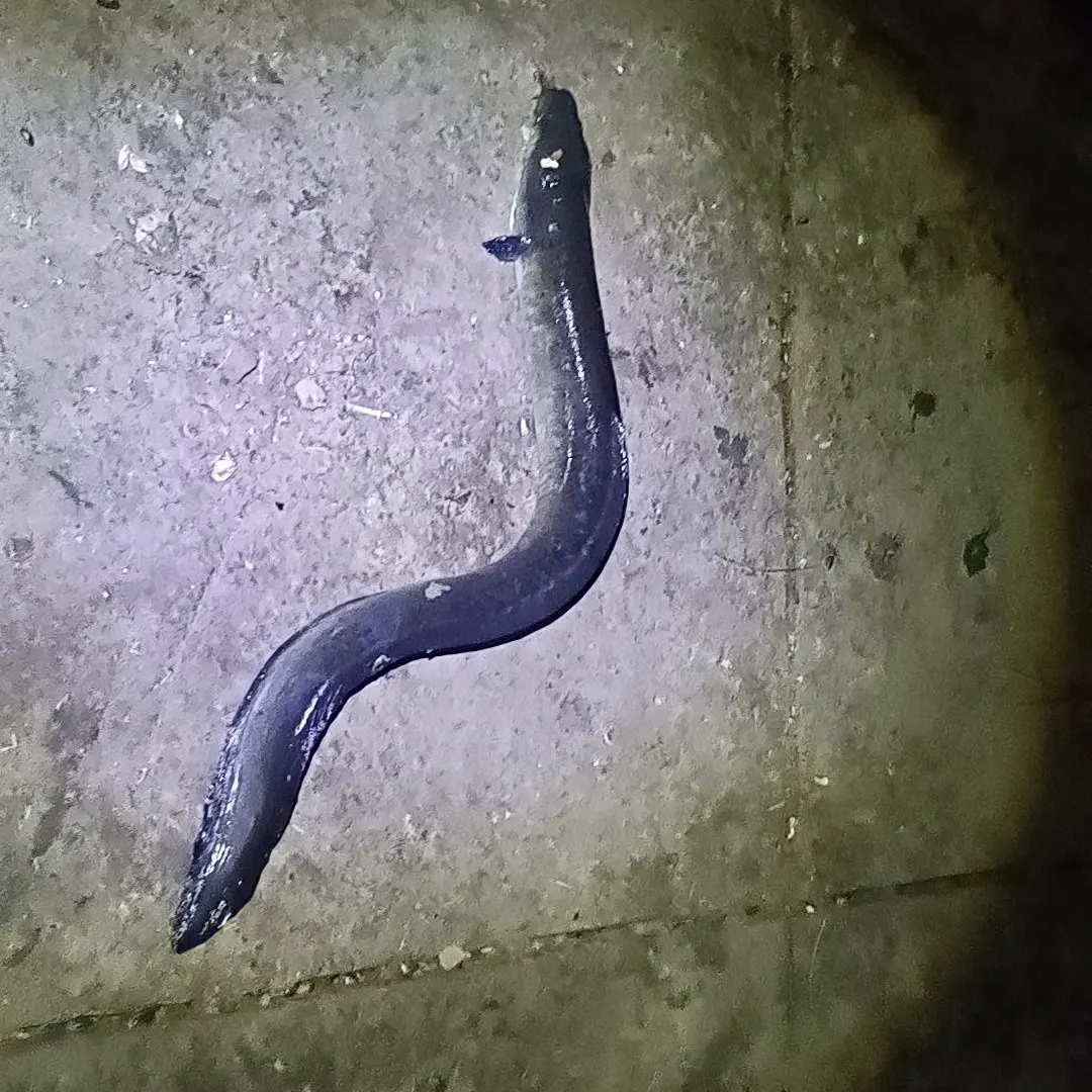 The most recent Giant mottled eel catches on Fishbrain