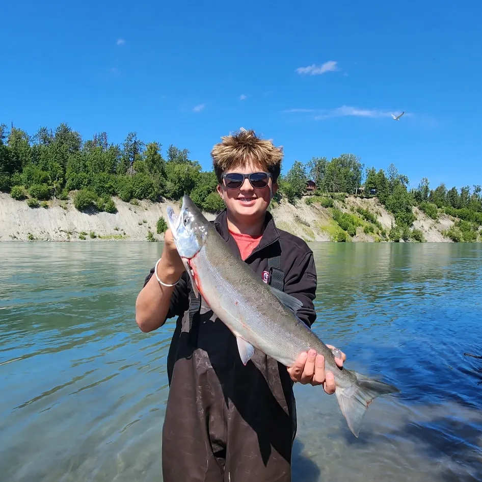 The most recent Sockeye salmon catches on Fishbrain
