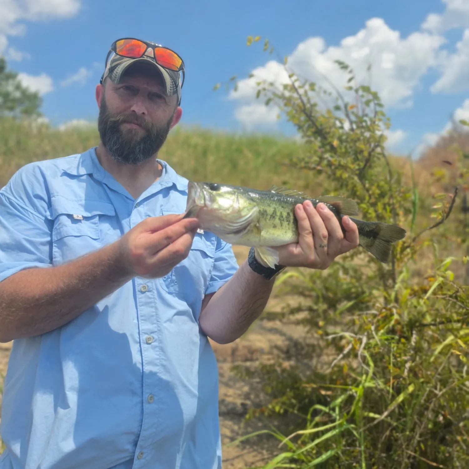 Largemouth bass caught on Fishbrain